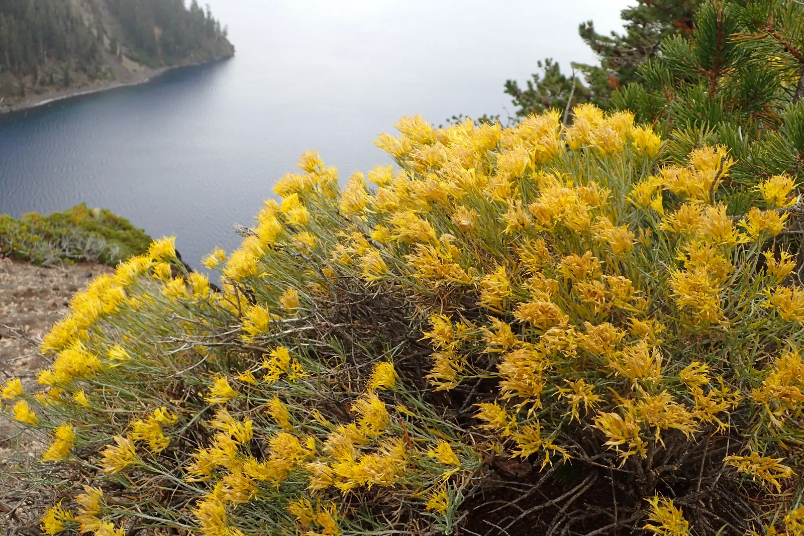 Rabbitbrush (Ericameria Nauseosa) — shrub with yellow blooms