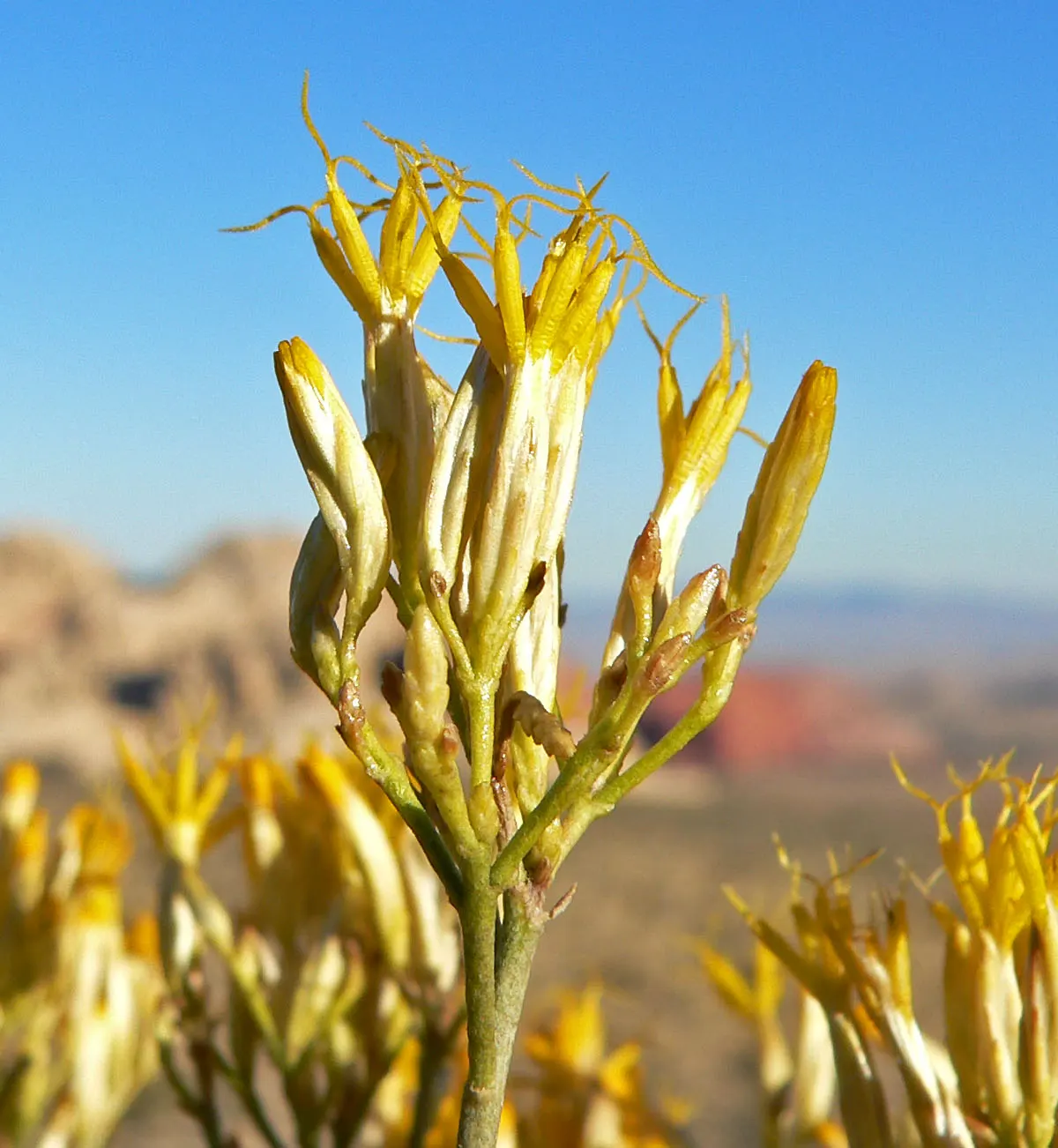 Rabbitbrush (Ericameria Nauseosa) — offering a fine texture that complements broader-leaved plants; the plant requires minimal supplemental water once