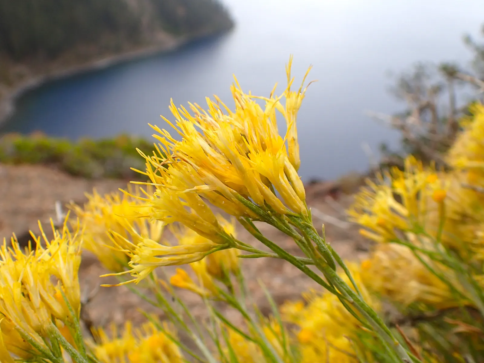 Rabbitbrush (Ericameria Nauseosa) — Ideal for xeriscaping, it requires minimal maintenance once established