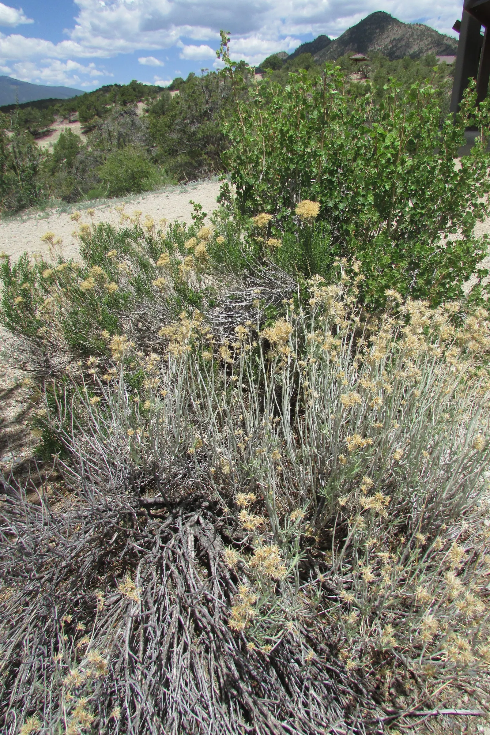 Rabbitbrush (Ericameria Nauseosa) — Rabbitbrush (Ericameria nauseosa) is a hardy, drought-tolerant native shrub, thriving in zones 4-9; it provides a vivid