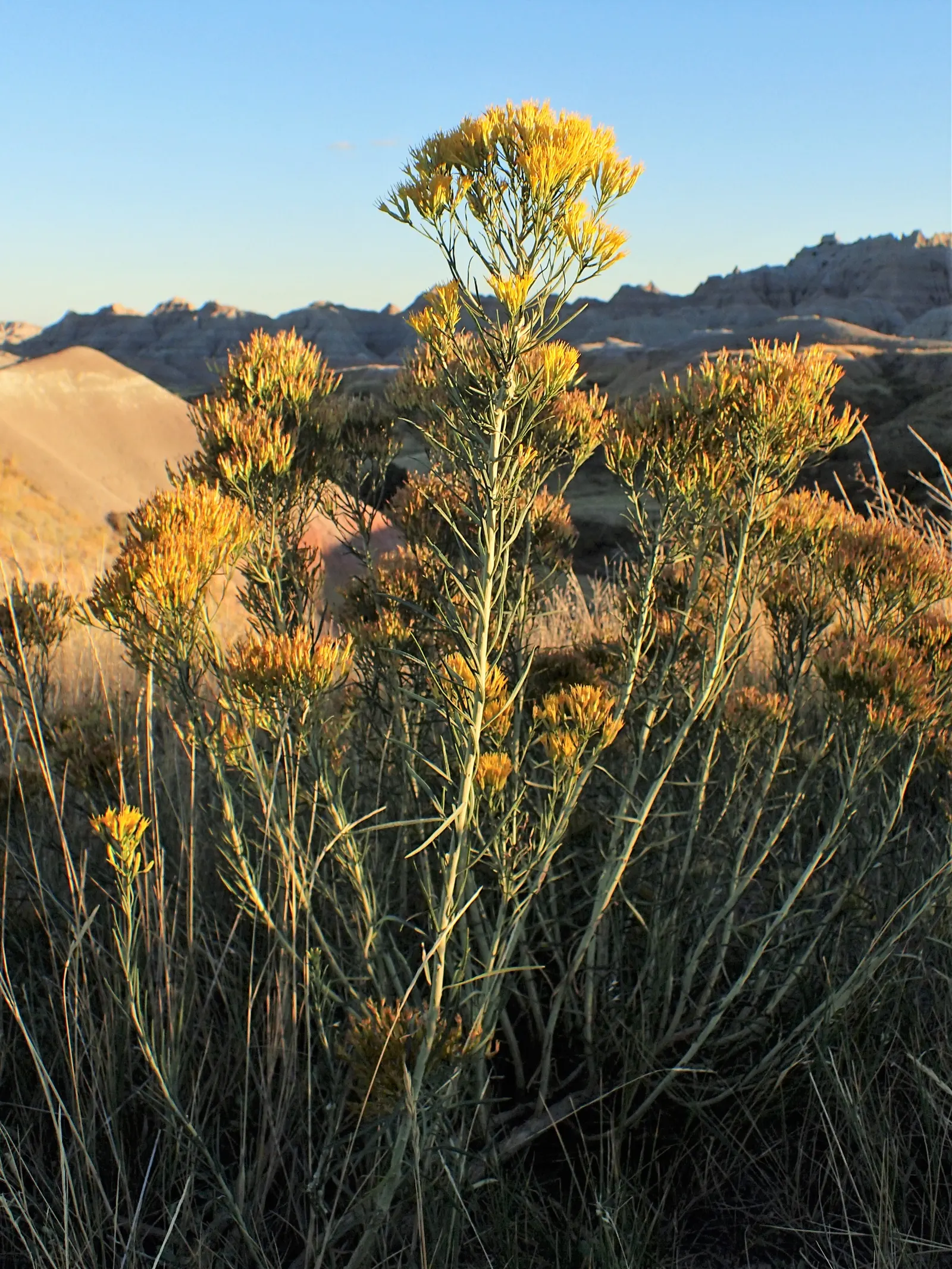 Rabbitbrush (Ericameria Nauseosa) — This shrub typically grows to a height of 3 to 5 feet and can spread equally wide; the blossoms make excellent, image 57