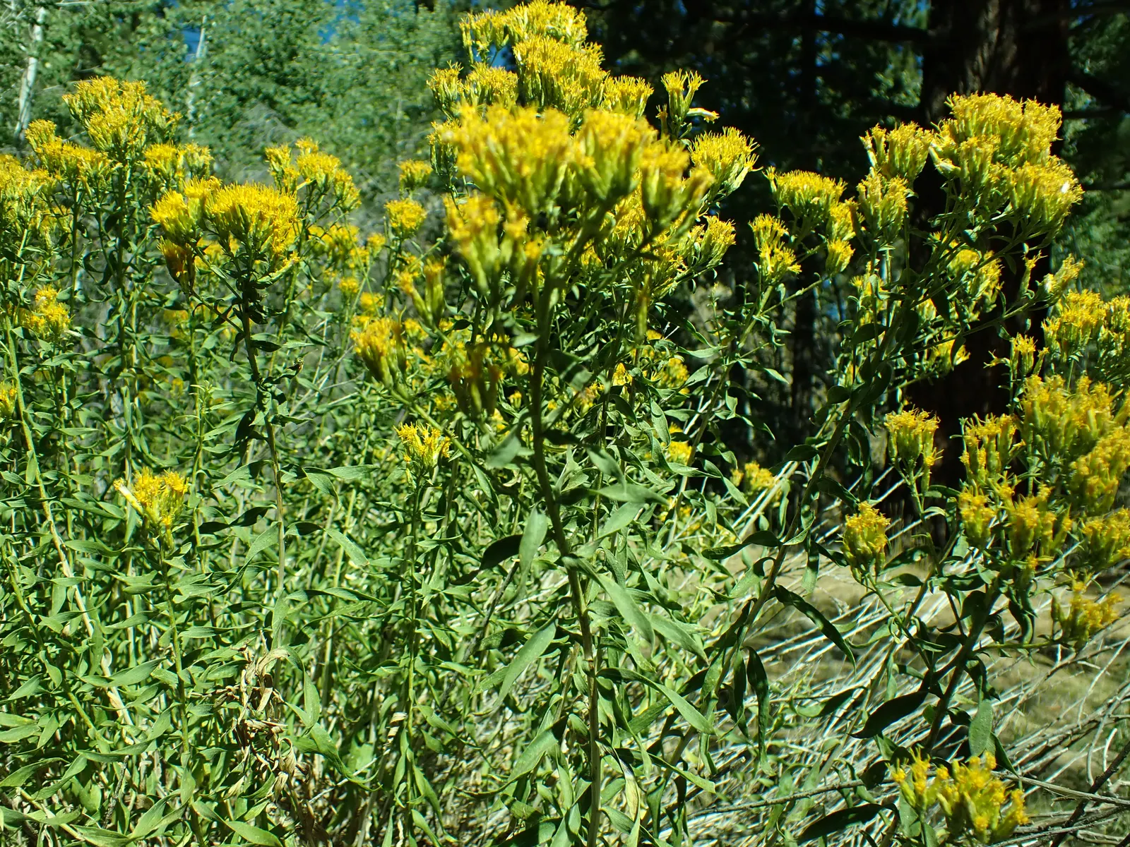 Rabbitbrush (Ericameria Nauseosa) — It flourishes under full sun, reaching 3-6 feet tall with an equal spread; offering a fine texture that, image 50