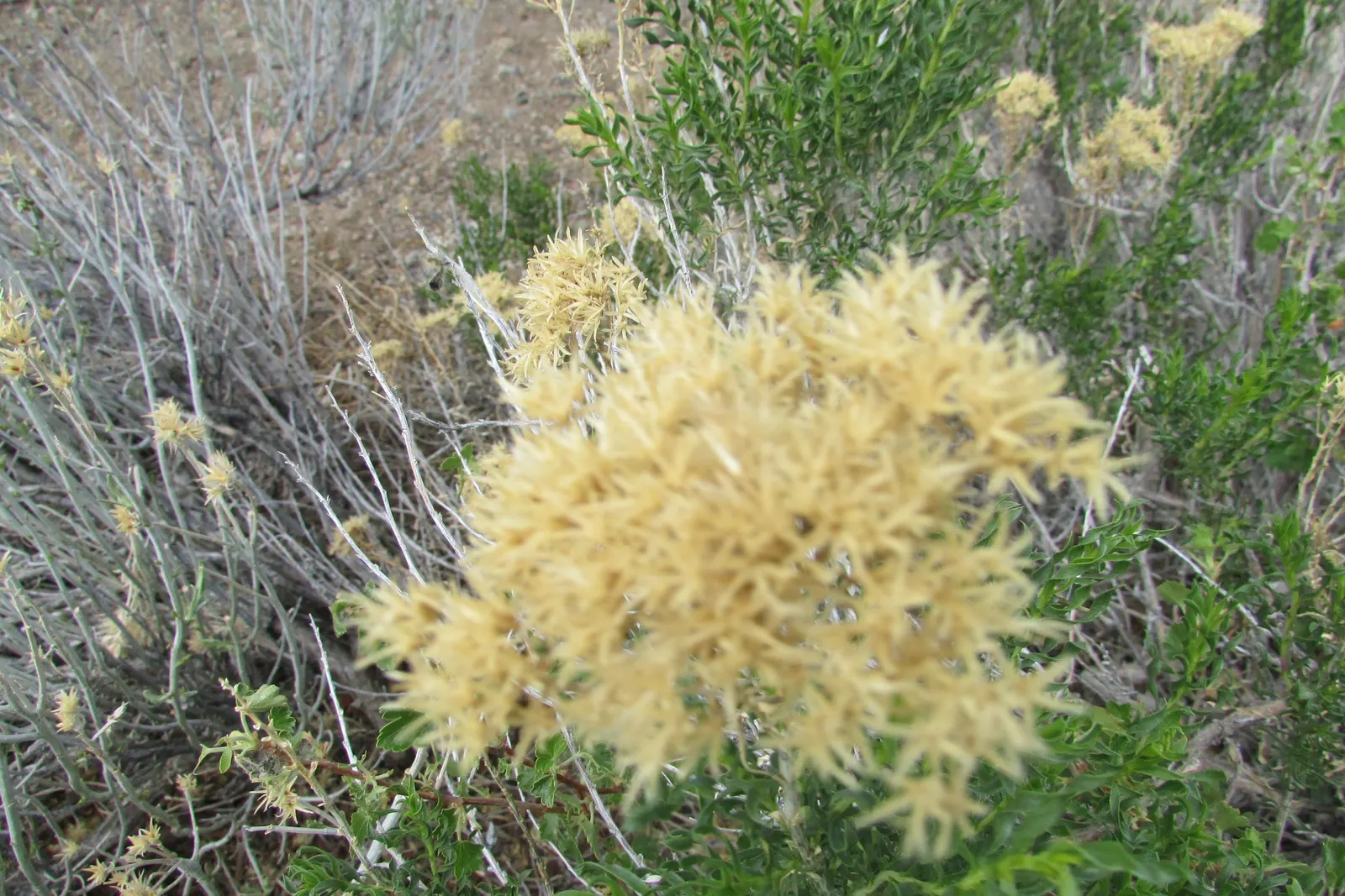 Rabbitbrush (Ericameria Nauseosa) — This shrub typically grows to a height of 3 to 5 feet and can spread equally wide; the blossoms make excellent cut flowers