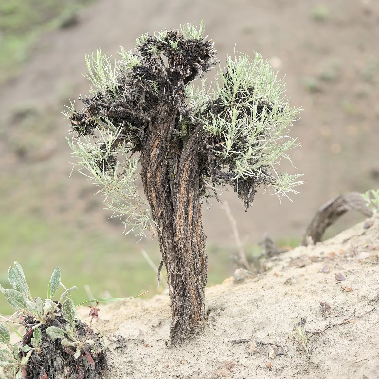 Rabbitbrush (Ericameria Nauseosa) — shrub for full