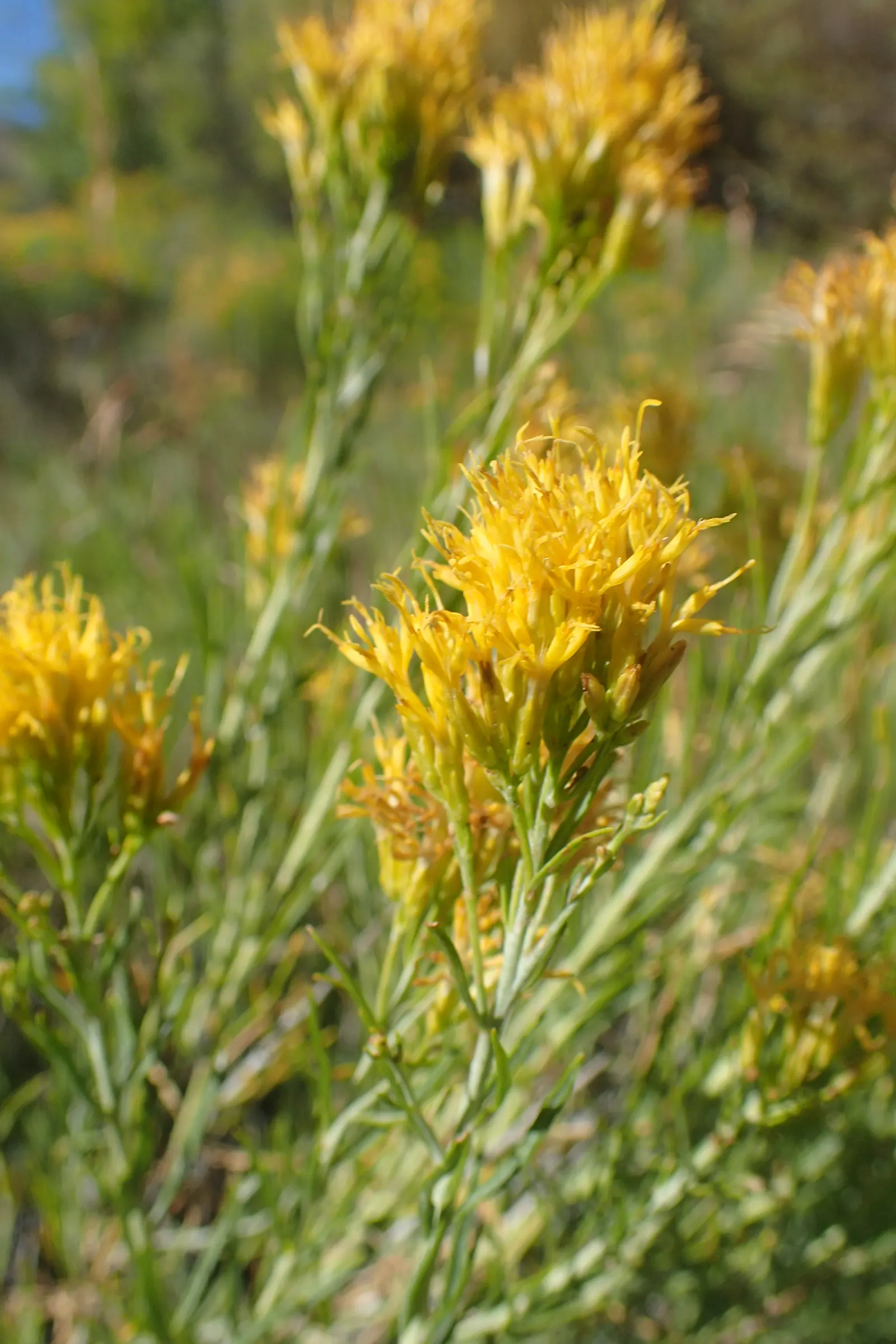 Rabbitbrush (Ericameria Nauseosa) — perennial shrub native to the arid regions of the western United States; its gray-green foliage adds texture to the