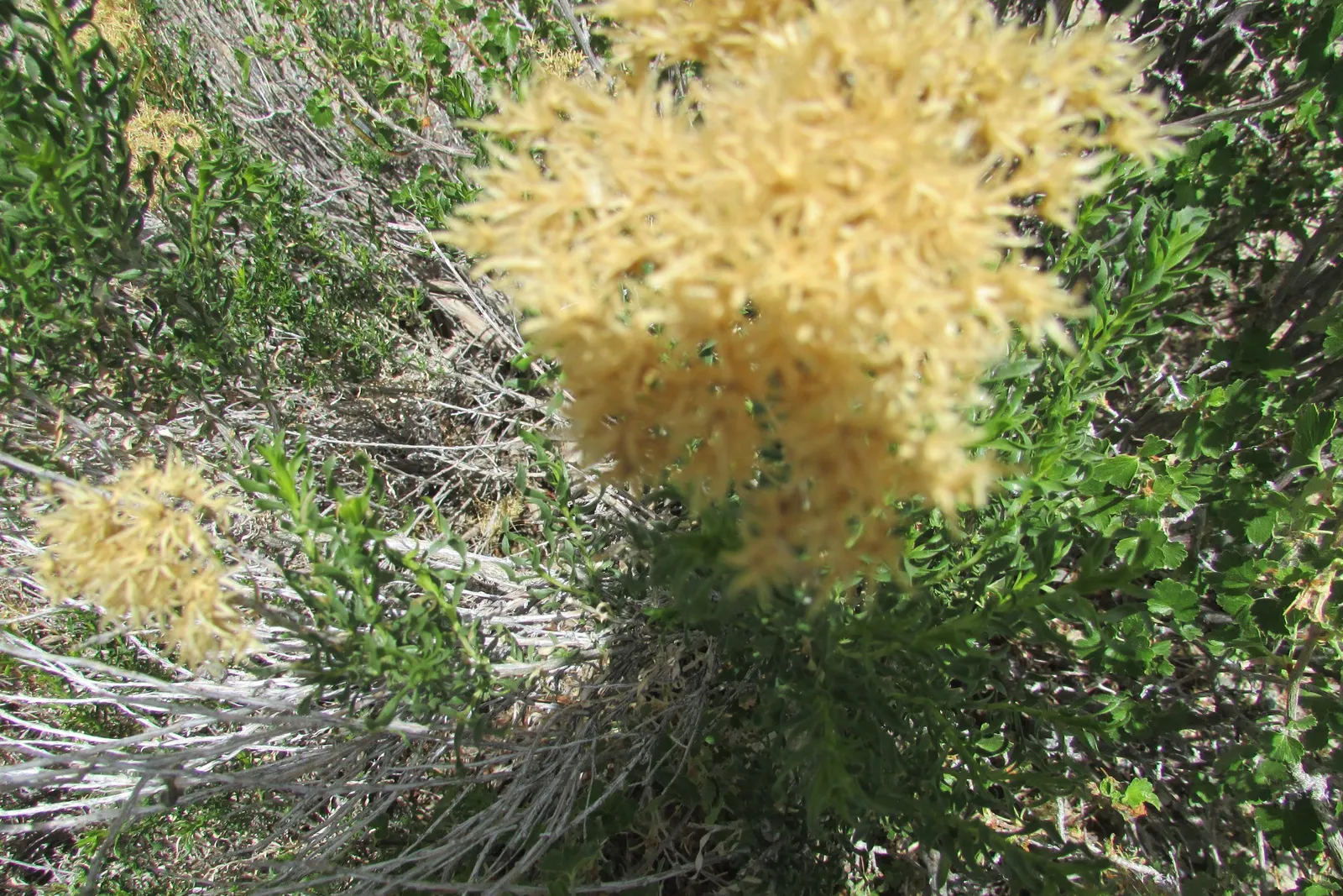 Rabbitbrush (Ericameria Nauseosa) — yellow flowers in the garden; shrub with yellow blooms