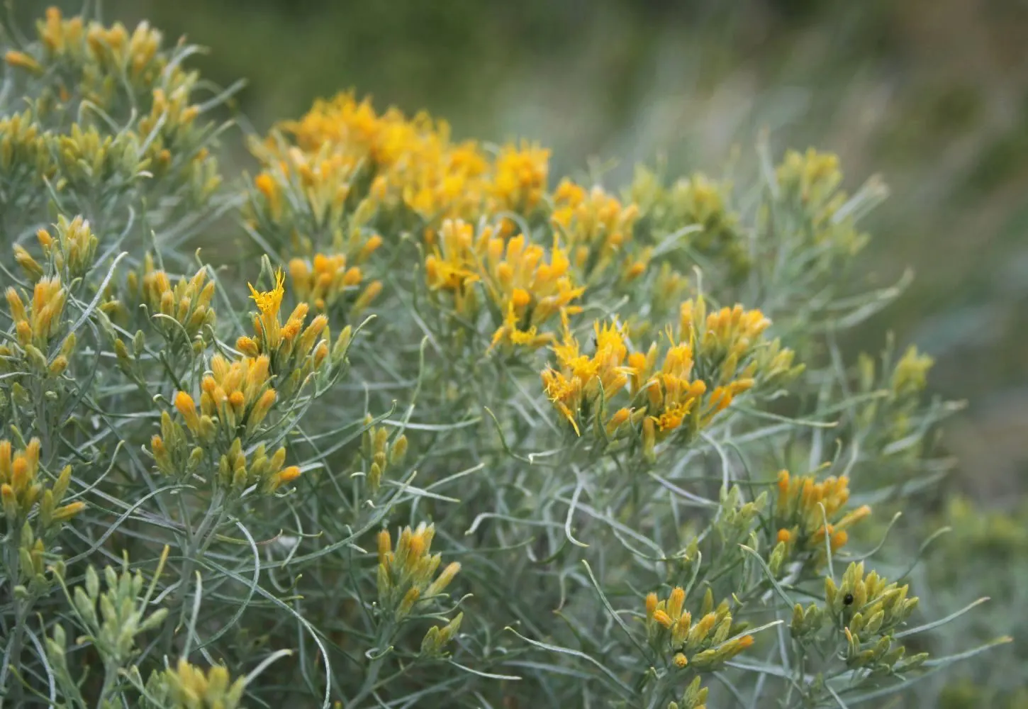 Rabbitbrush (Ericameria Nauseosa) — It flourishes under full sun, reaching 3-6 feet tall with an equal spread; offering a fine texture that, image 34