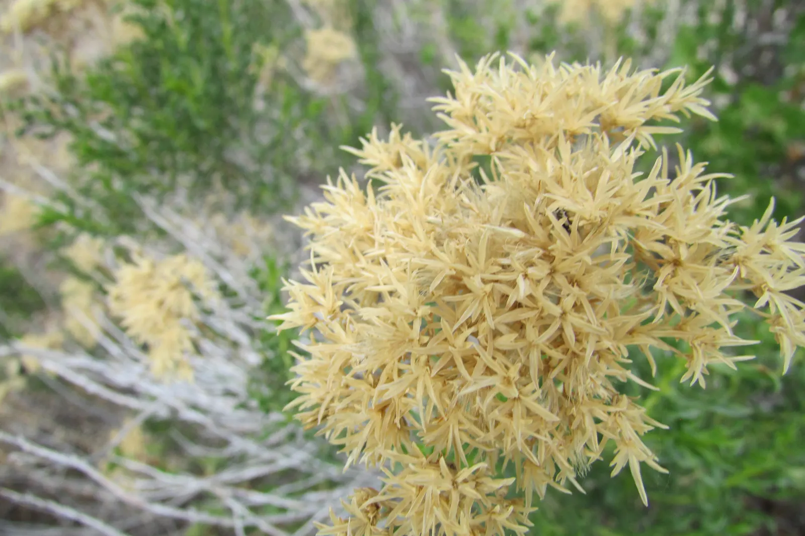 Rabbitbrush (Ericameria Nauseosa) — offering a fine texture that complements broader-leaved plants; the plant requires minimal supplemental water, image 59