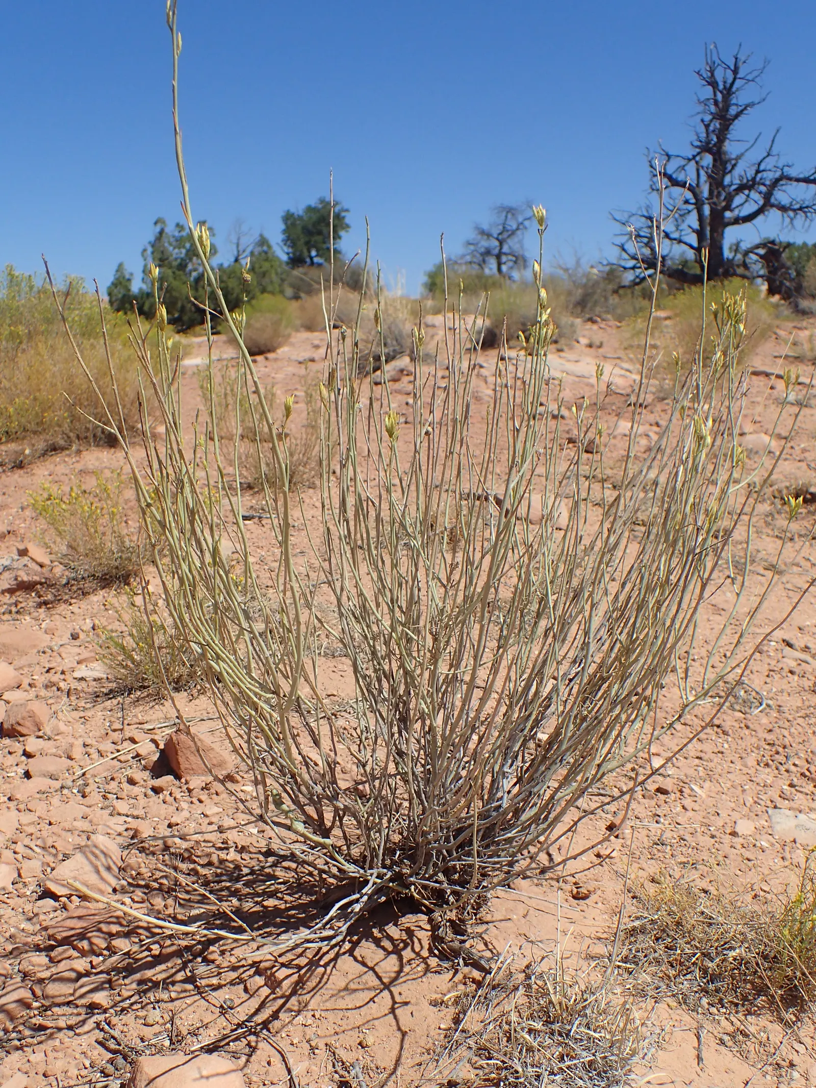 Rabbitbrush (Ericameria Nauseosa) — offering a fine texture that complements broader-leaved plants; the plant requires minimal supplemental water, image 75