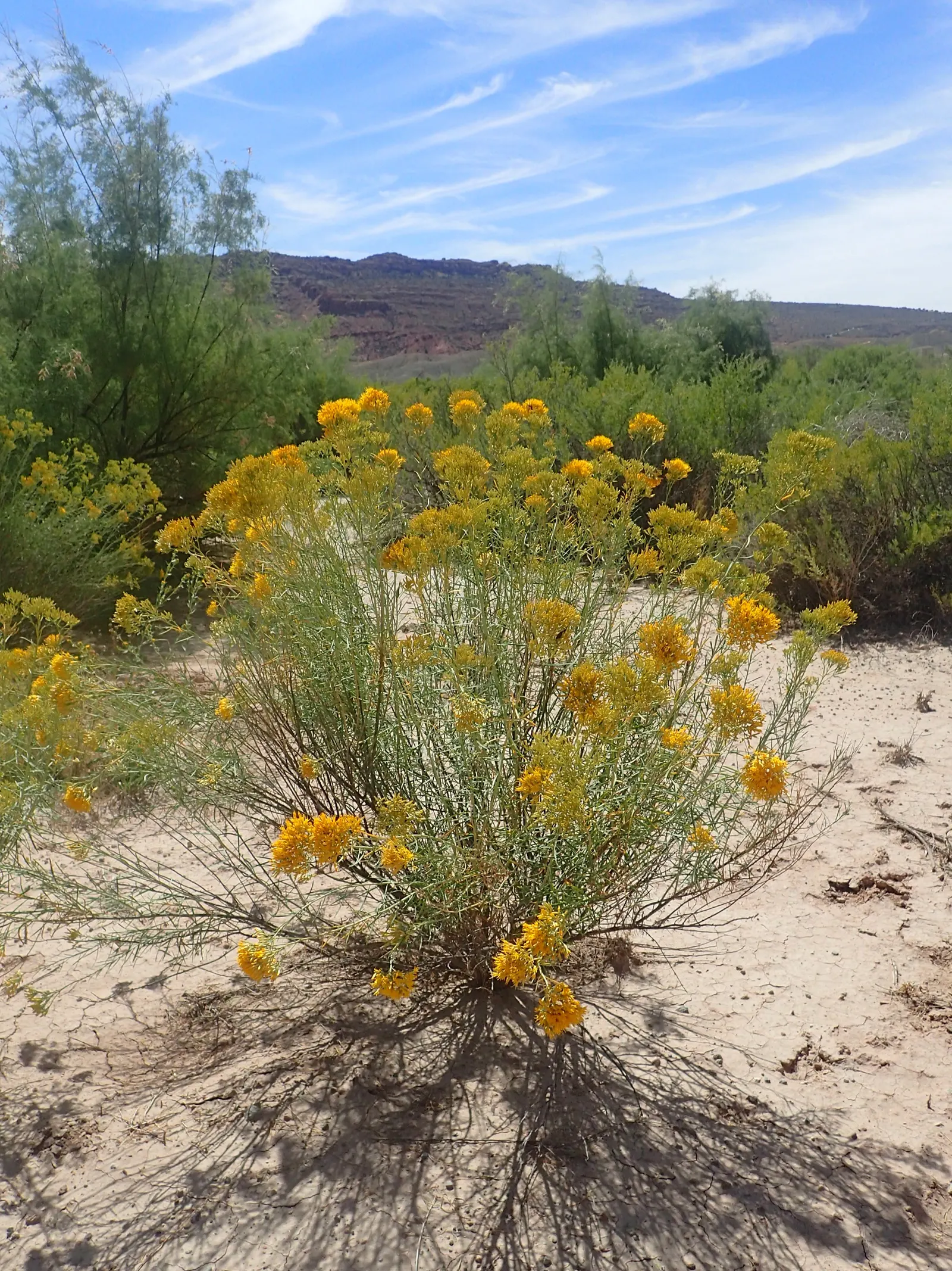 Rabbitbrush (Ericameria Nauseosa) — commonly known as Rabbitbrush; yellow flowers in the garden, image 71
