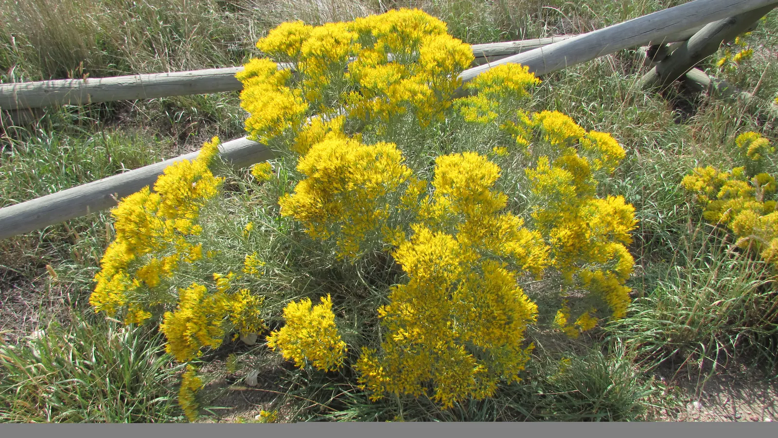 Rabbitbrush (Ericameria Nauseosa) — perennial shrub native to the arid regions of the western United States