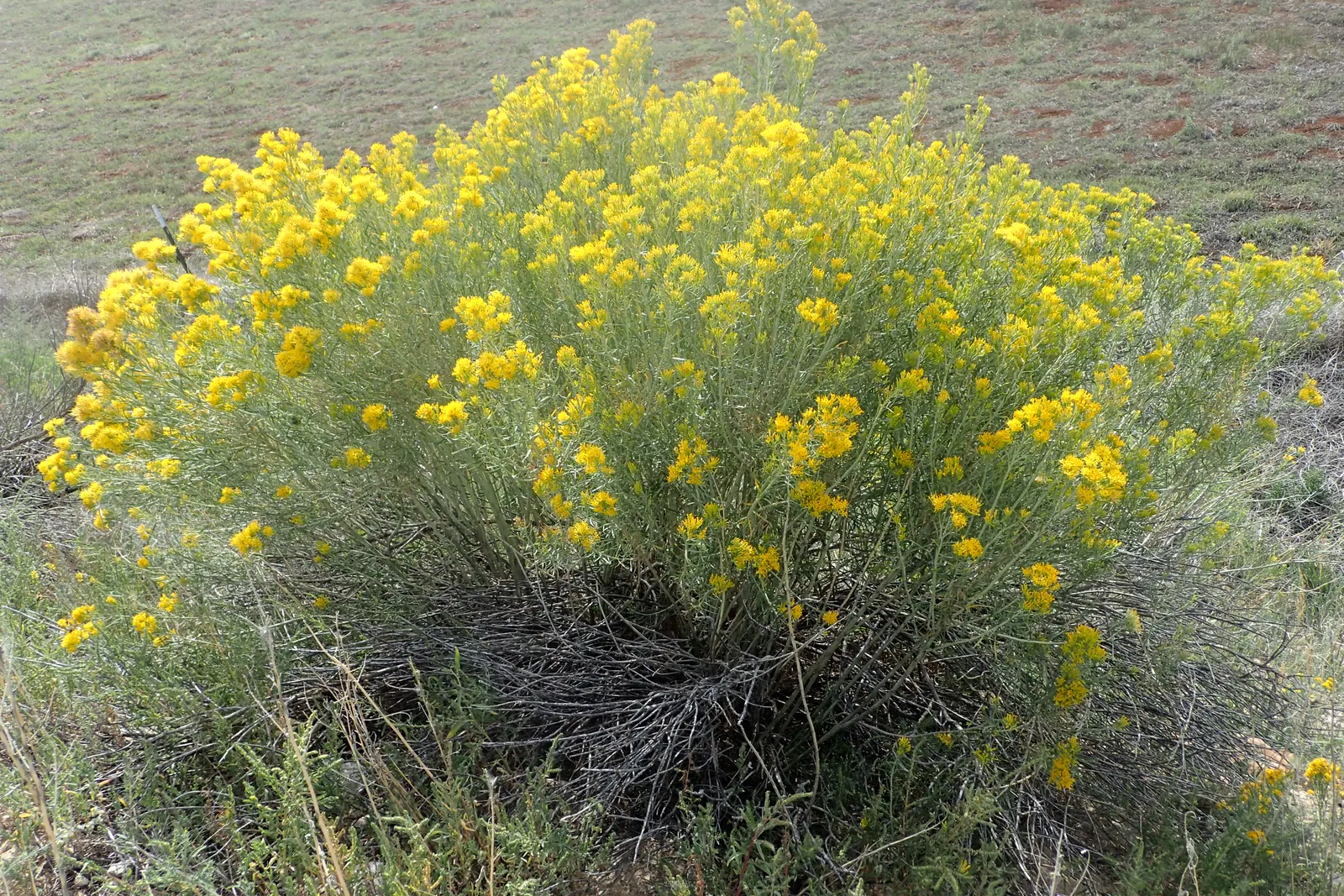 Rabbitbrush (Ericameria Nauseosa) — shrub with yellow blooms; ideal for xeriscaping, it requires minimal maintenance once established, image 95
