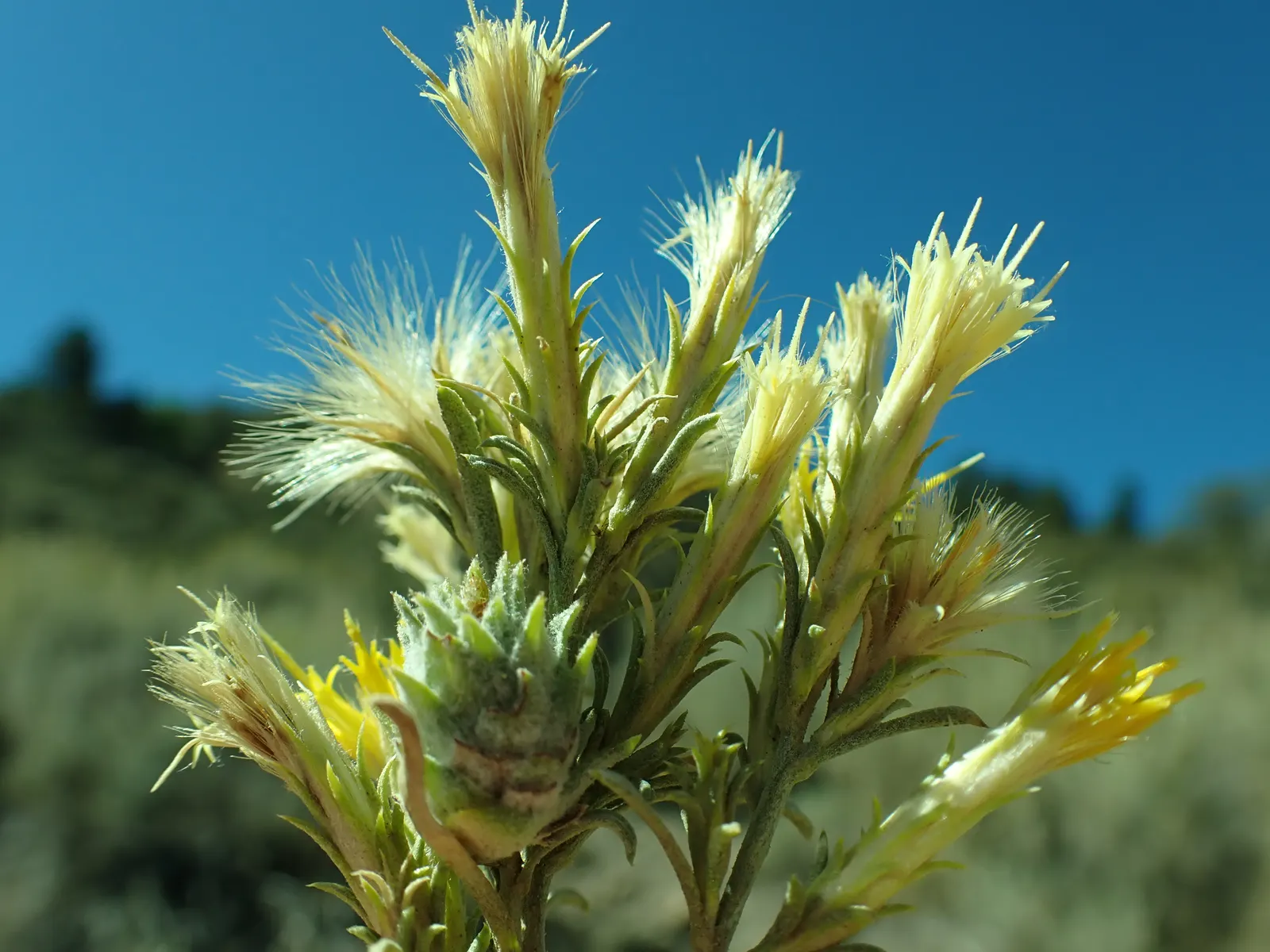 Rabbitbrush (Ericameria Nauseosa) — Noted for its bright yellow flowers in late summer through fall; it flourishes under full sun, reaching 3-6, image 67