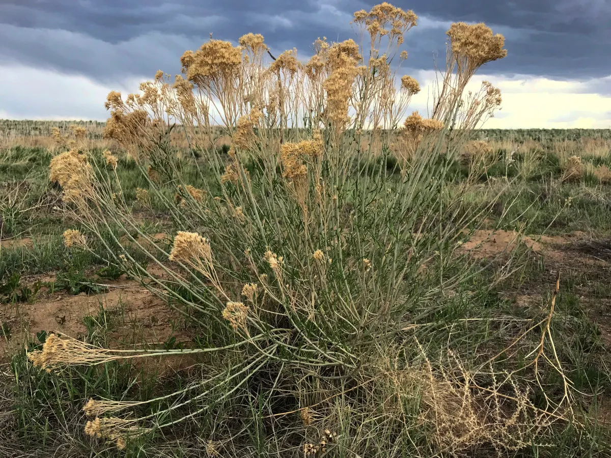 Rabbitbrush (Ericameria Nauseosa) — it provides a vivid splash of color and attracts pollinators; this shrub typically grows to a height of 3 to 5, image 68