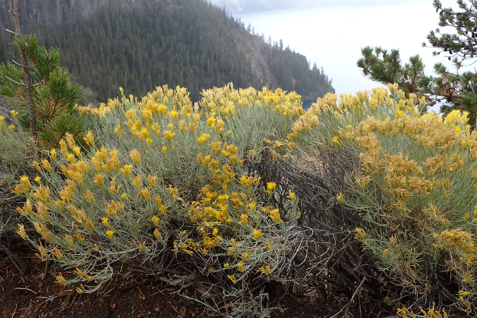 Rabbitbrush (Ericameria Nauseosa) — Noted for its bright yellow flowers in late summer through fall; it flourishes under full sun, reaching 3-6, image 83