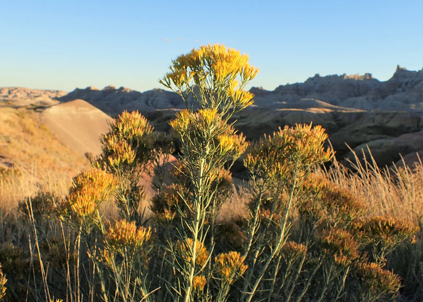 Rabbitbrush (Ericameria Nauseosa) — Rabbitbrush (Ericameria nauseosa) is a hardy, drought-tolerant native shrub, thriving in zones 4-9; it provides, image 97