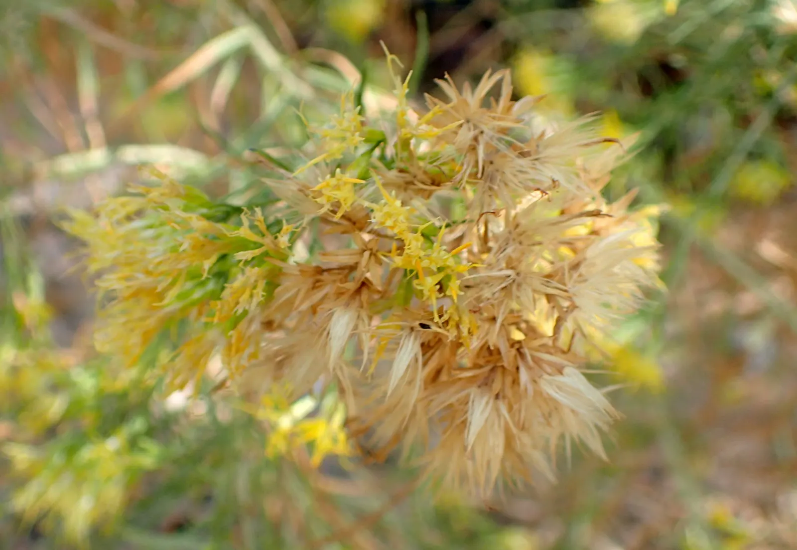 Rabbitbrush (Ericameria Nauseosa) — It flourishes under full sun, reaching 3-6 feet tall with an equal spread; offering a fine texture that, image 82