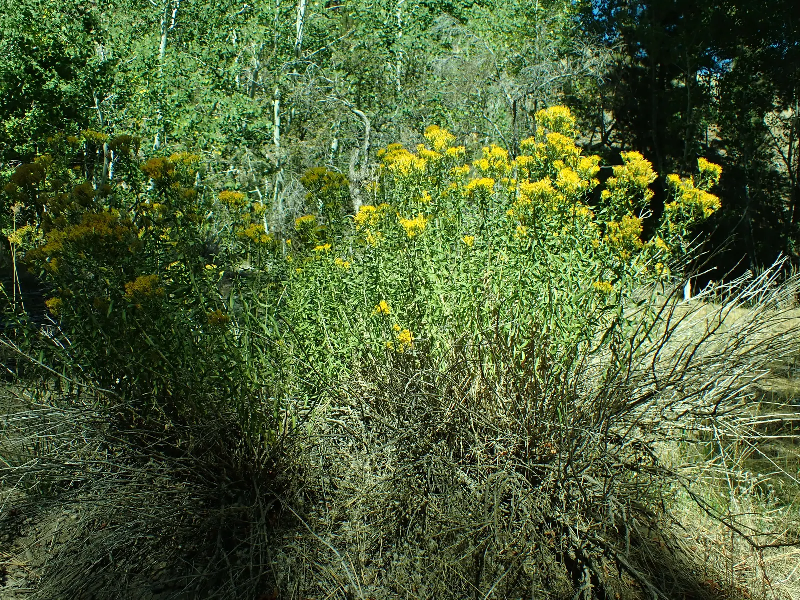 Rabbitbrush (Ericameria Nauseosa) — commonly known as Rabbitbrush; yellow flowers in the garden, image 39