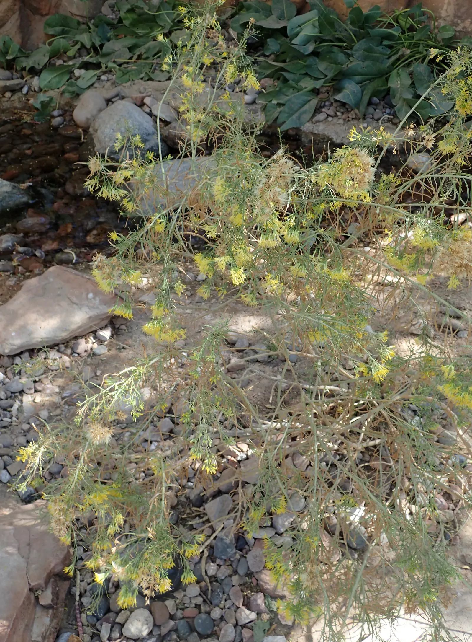 Rabbitbrush (Ericameria Nauseosa) — perennial shrub native to the arid regions of the western United States; its gray-green foliage adds texture to, image 40