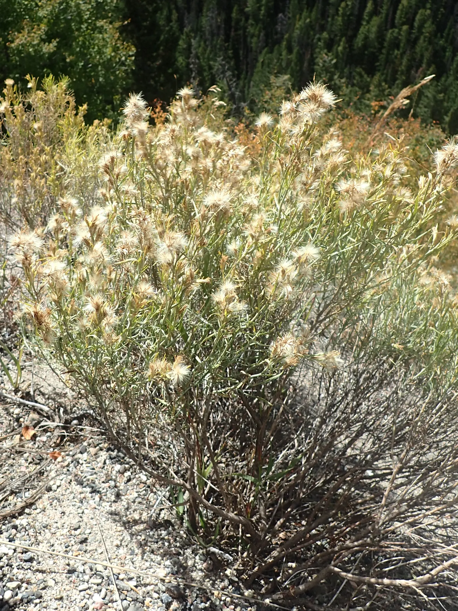 Rabbitbrush (Ericameria Nauseosa) — It's important to provide ample space for Rabbitbrush to grow; perennial shrub native to the arid regions of, image 77