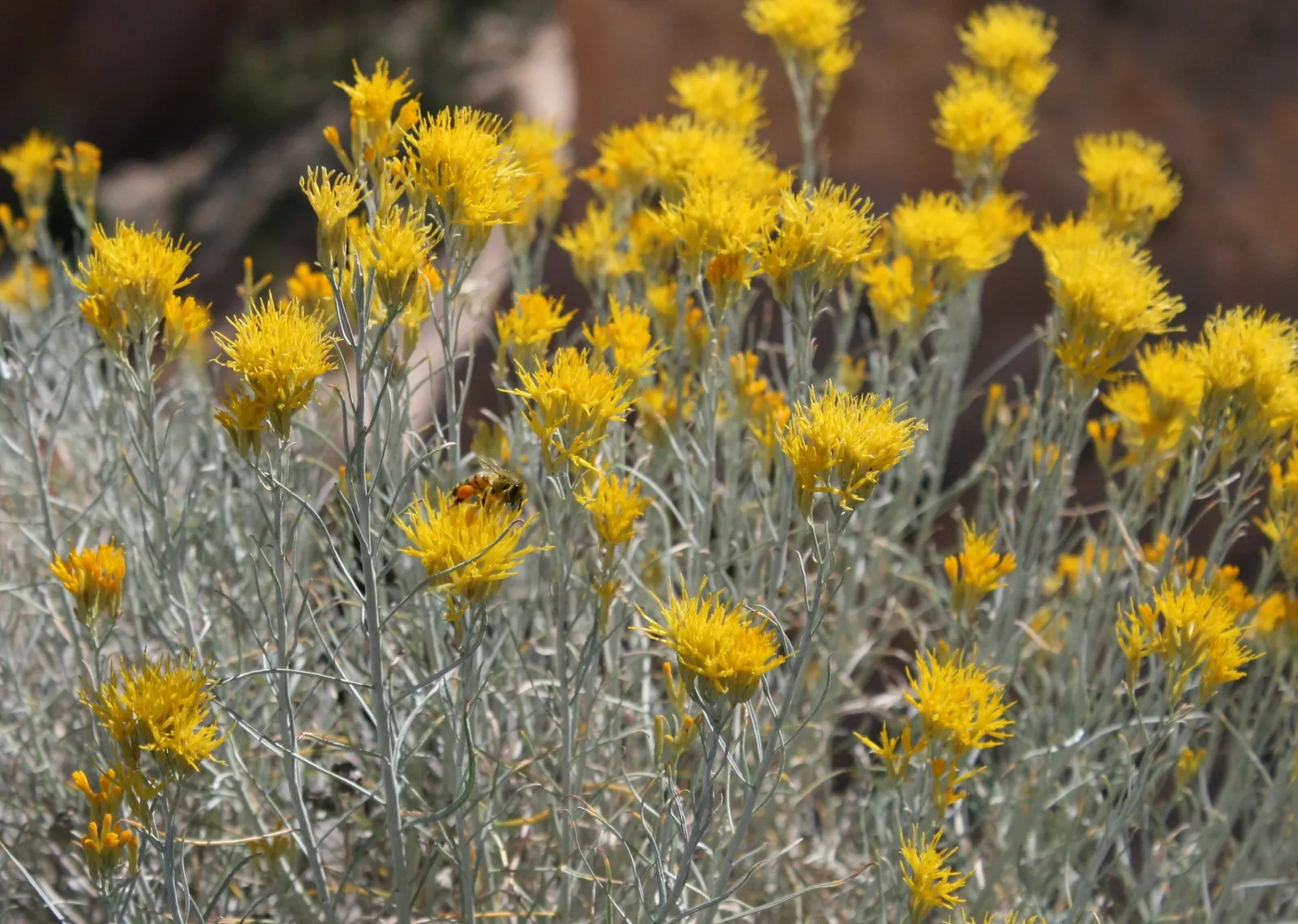 Rabbitbrush (Ericameria Nauseosa) — yellow flowers in the garden; shrub with yellow blooms, image 62