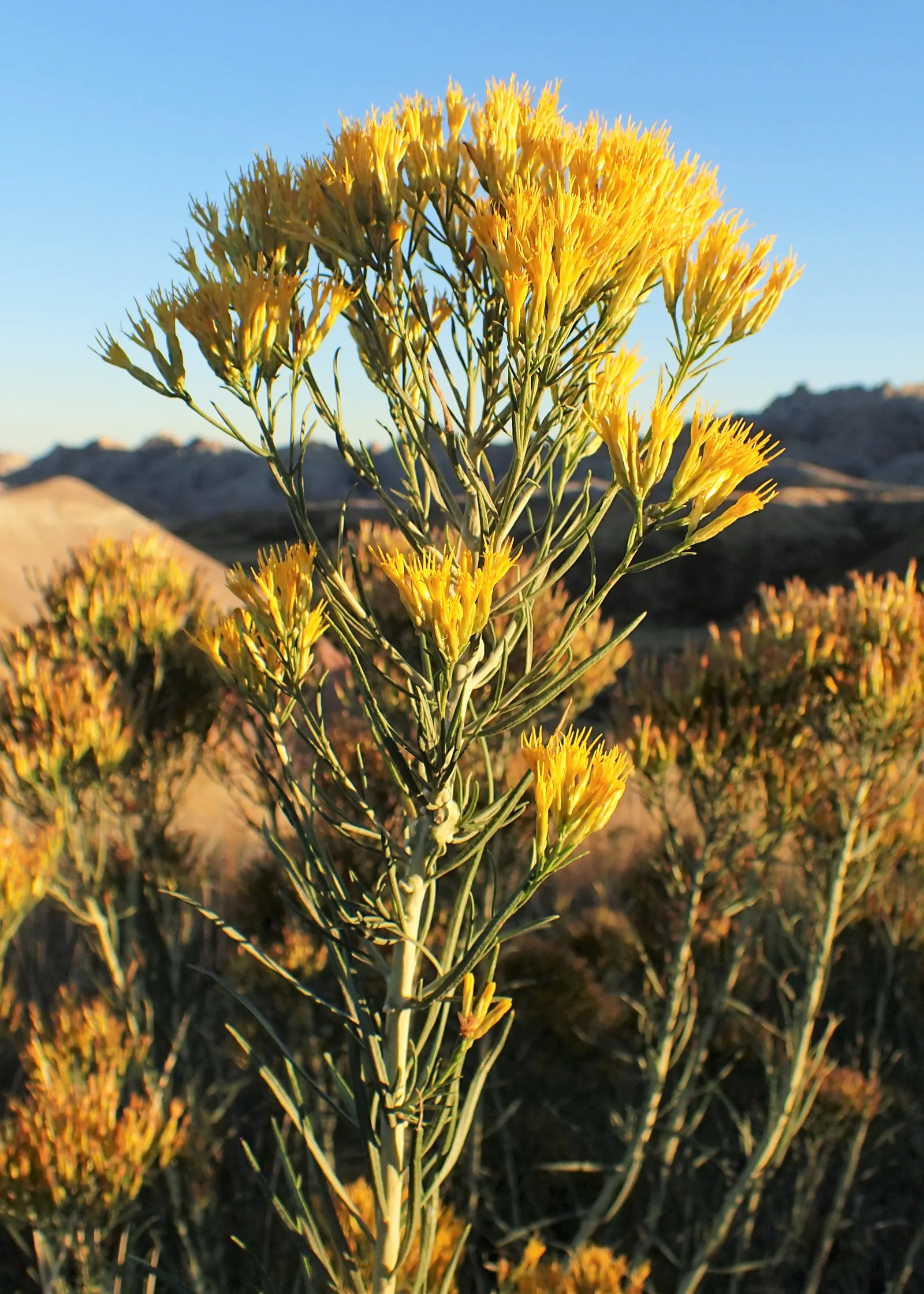 Rabbitbrush (Ericameria Nauseosa) — This shrub typically grows to a height of 3 to 5 feet and can spread equally wide; the blossoms make excellent, image 89