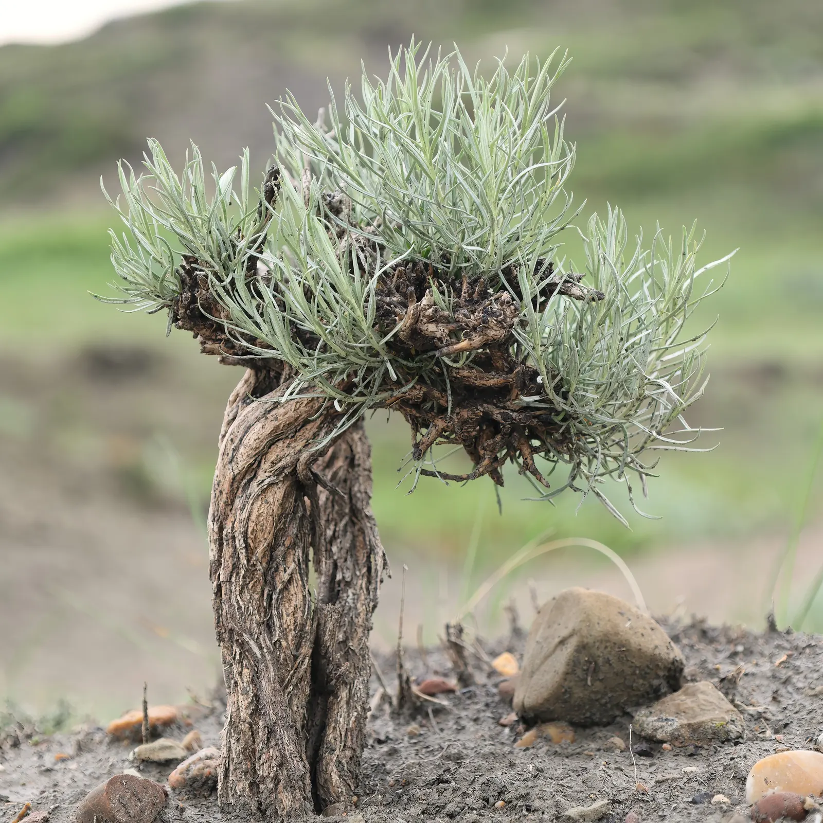 Rabbitbrush (Ericameria Nauseosa) — perennial shrub native to the arid regions of the western United States; its gray-green foliage adds texture to, image 72
