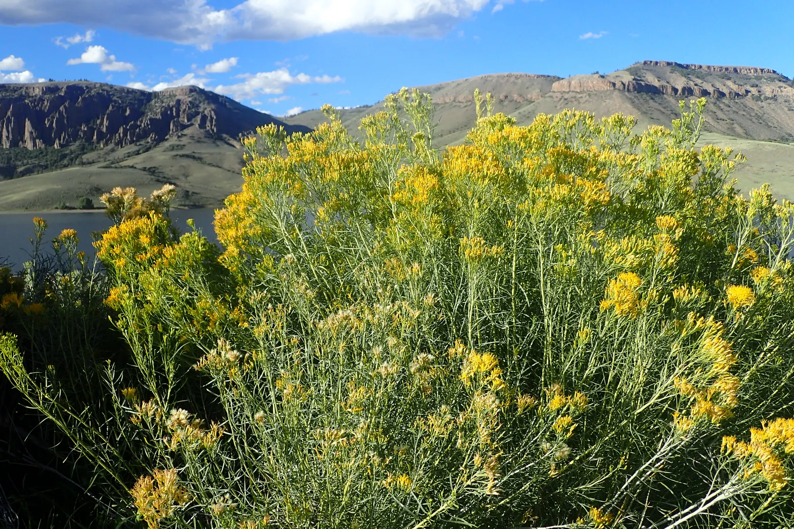 Rabbitbrush (Ericameria Nauseosa) — commonly known as Rabbitbrush; yellow flowers in the garden, image 55