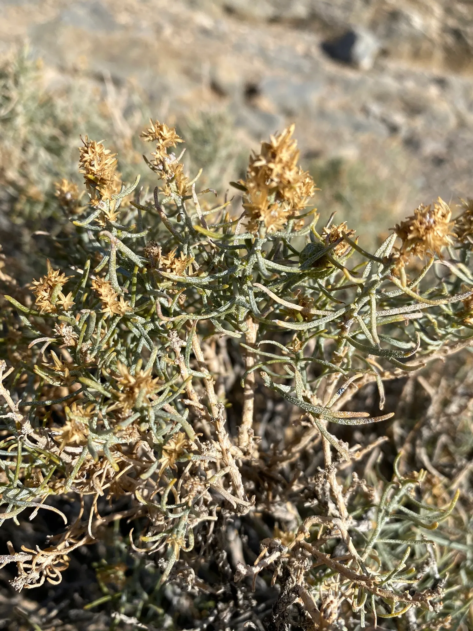 Rabbitbrush (Ericameria Nauseosa) — Rabbitbrush (Ericameria nauseosa) is a hardy, drought-tolerant native shrub, thriving in zones 4-9; it provides, image 65