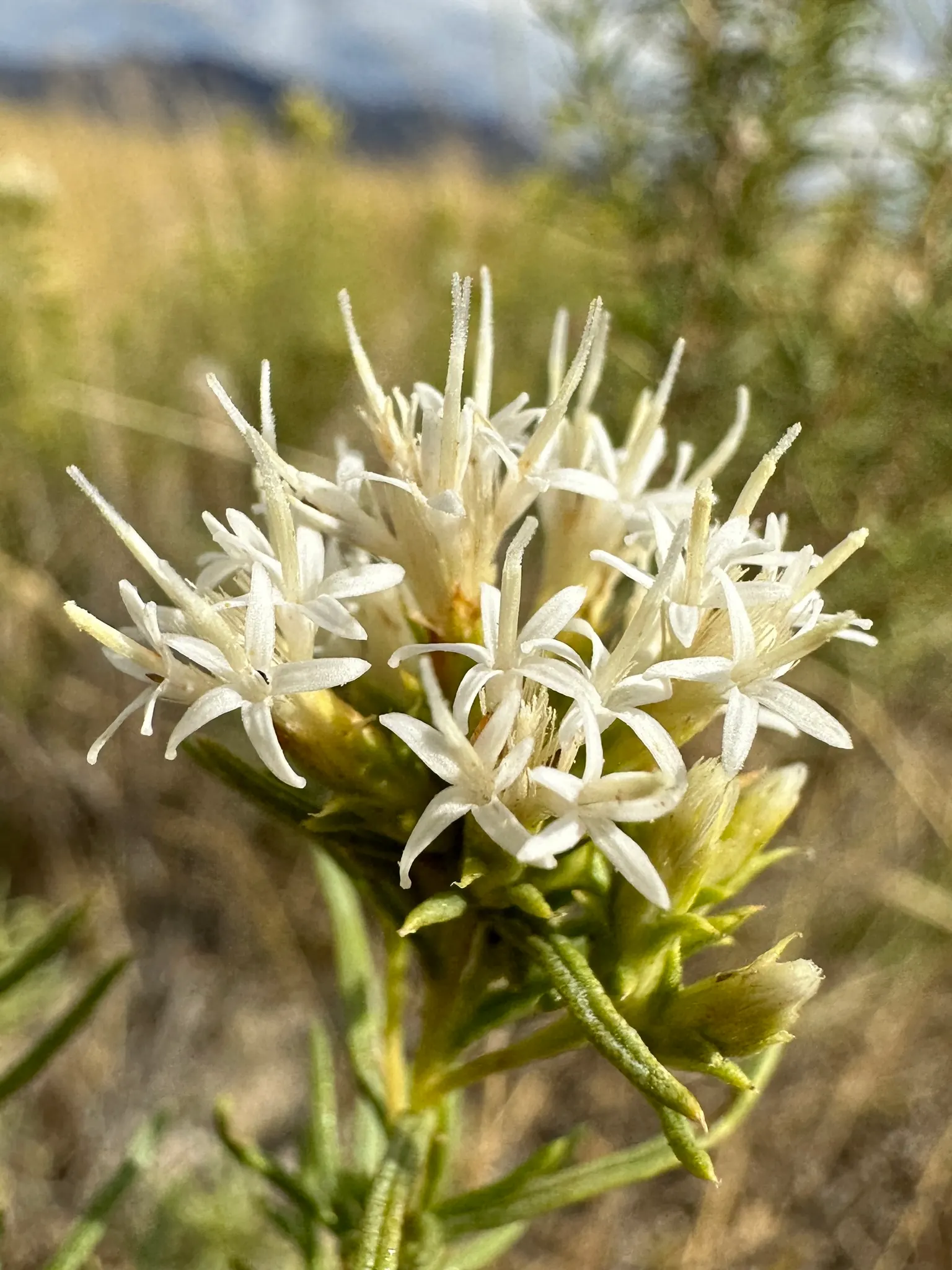 Rabbitbrush (Ericameria Nauseosa) — The blossoms make excellent cut flowers for arrangements; rabbitbrush (Ericameria nauseosa) is a hardy, image 76