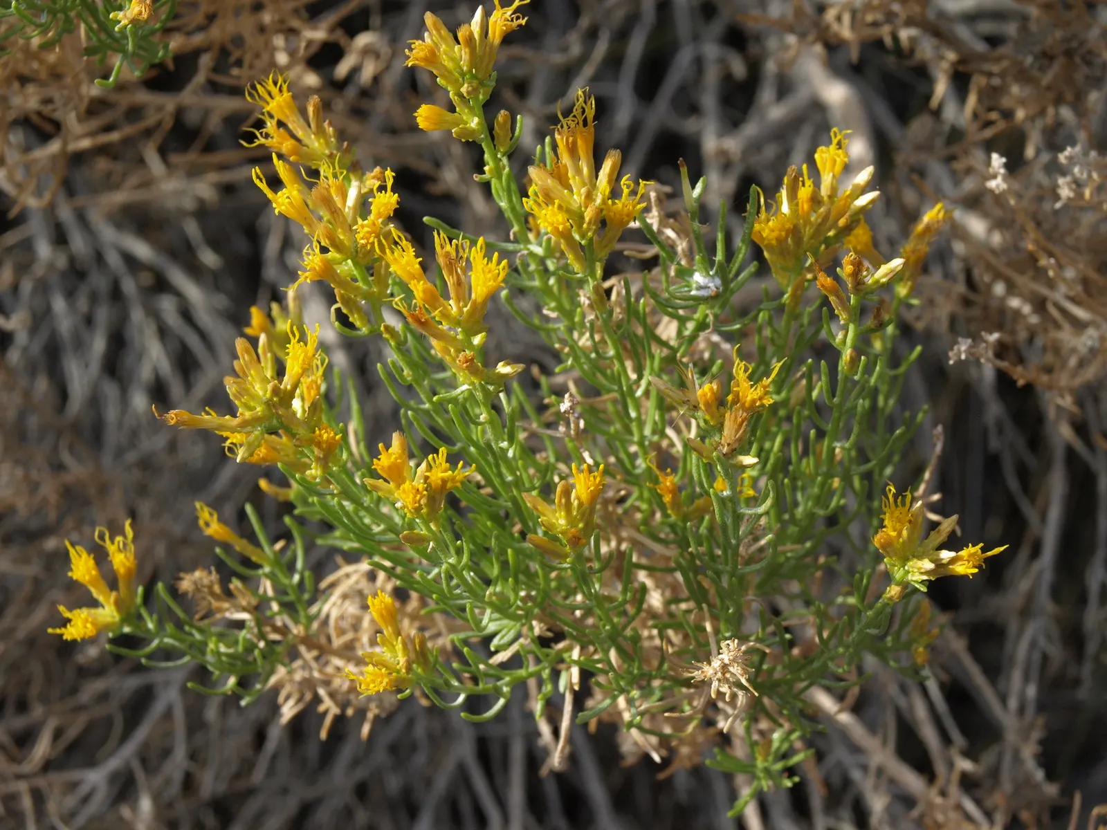 Rabbitbrush (Ericameria Nauseosa) — it provides a vivid splash of color and attracts pollinators; this shrub typically grows to a height of 3 to 5 feet and can