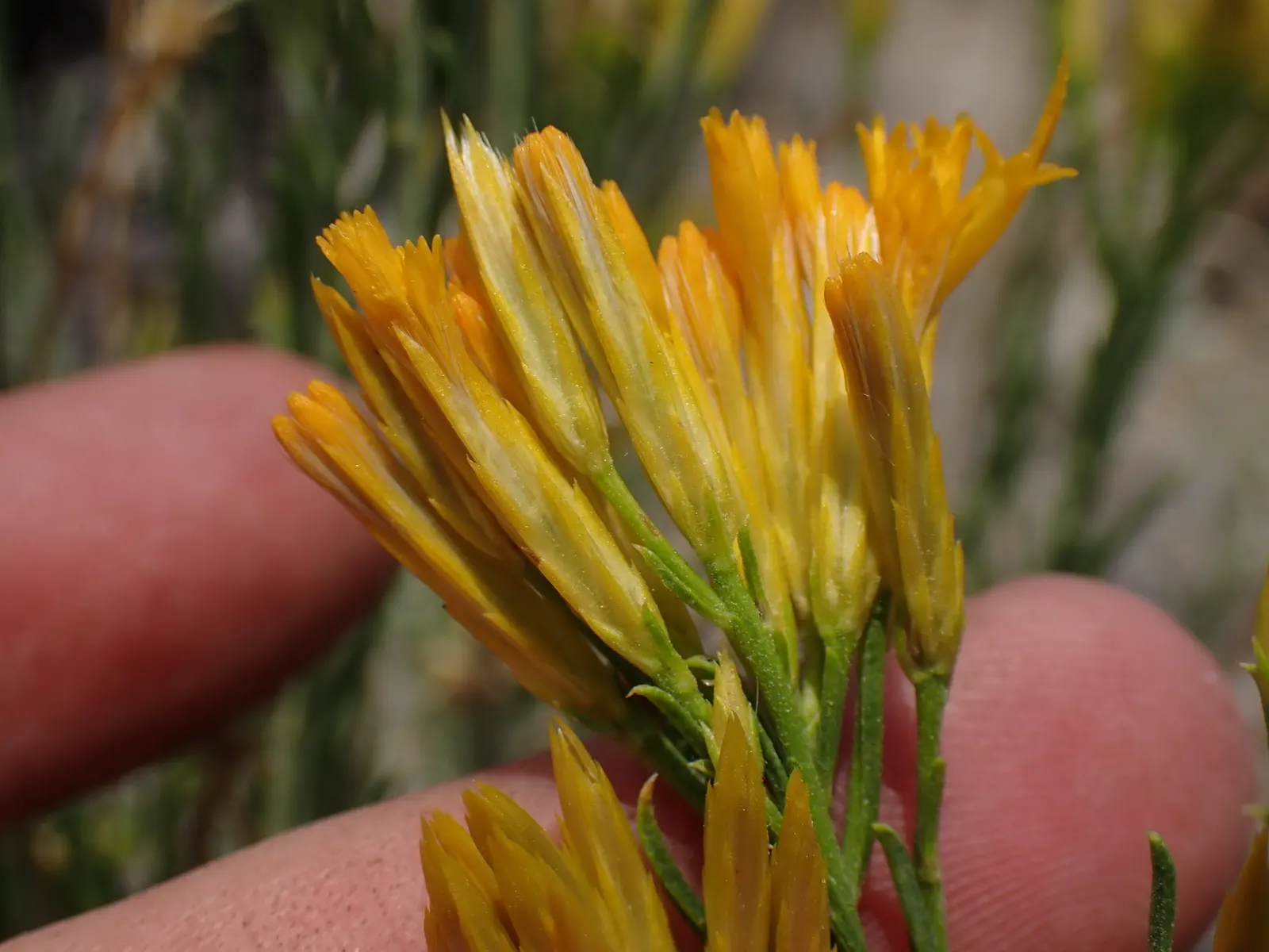 Rabbitbrush (Ericameria Nauseosa) — The plant requires minimal supplemental water once established; noted for its bright yellow flowers in late, image 42