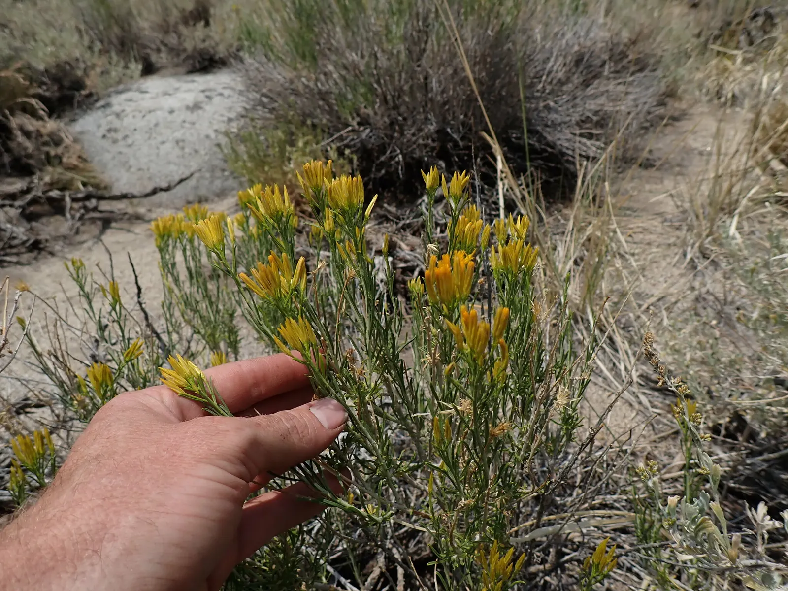 Rabbitbrush (Ericameria Nauseosa) — It's important to provide ample space for Rabbitbrush to grow; perennial shrub native to the arid regions of the western