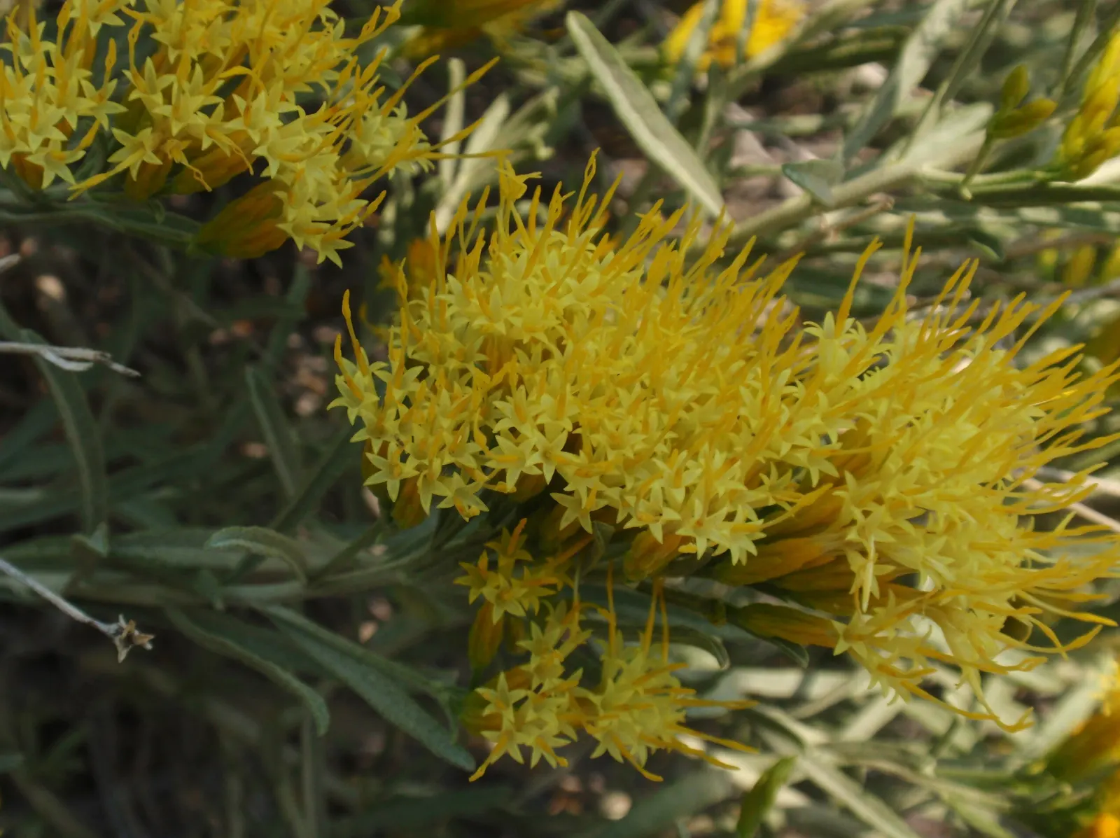Rabbitbrush (Ericameria Nauseosa) — shrub with yellow blooms; ideal for xeriscaping, it requires minimal maintenance once established, image 47