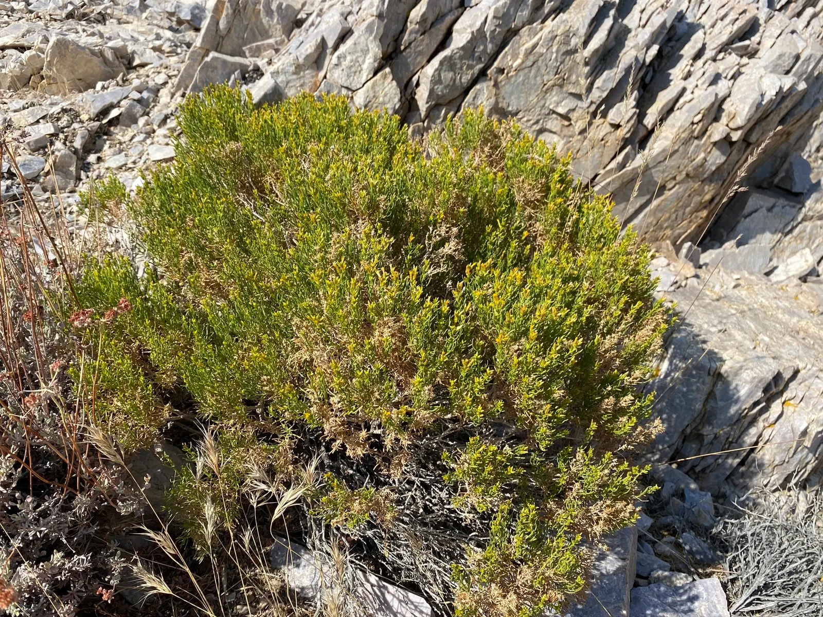 Rabbitbrush (Ericameria Nauseosa) — The blossoms make excellent cut flowers for arrangements; rabbitbrush (Ericameria nauseosa) is a hardy, image 60