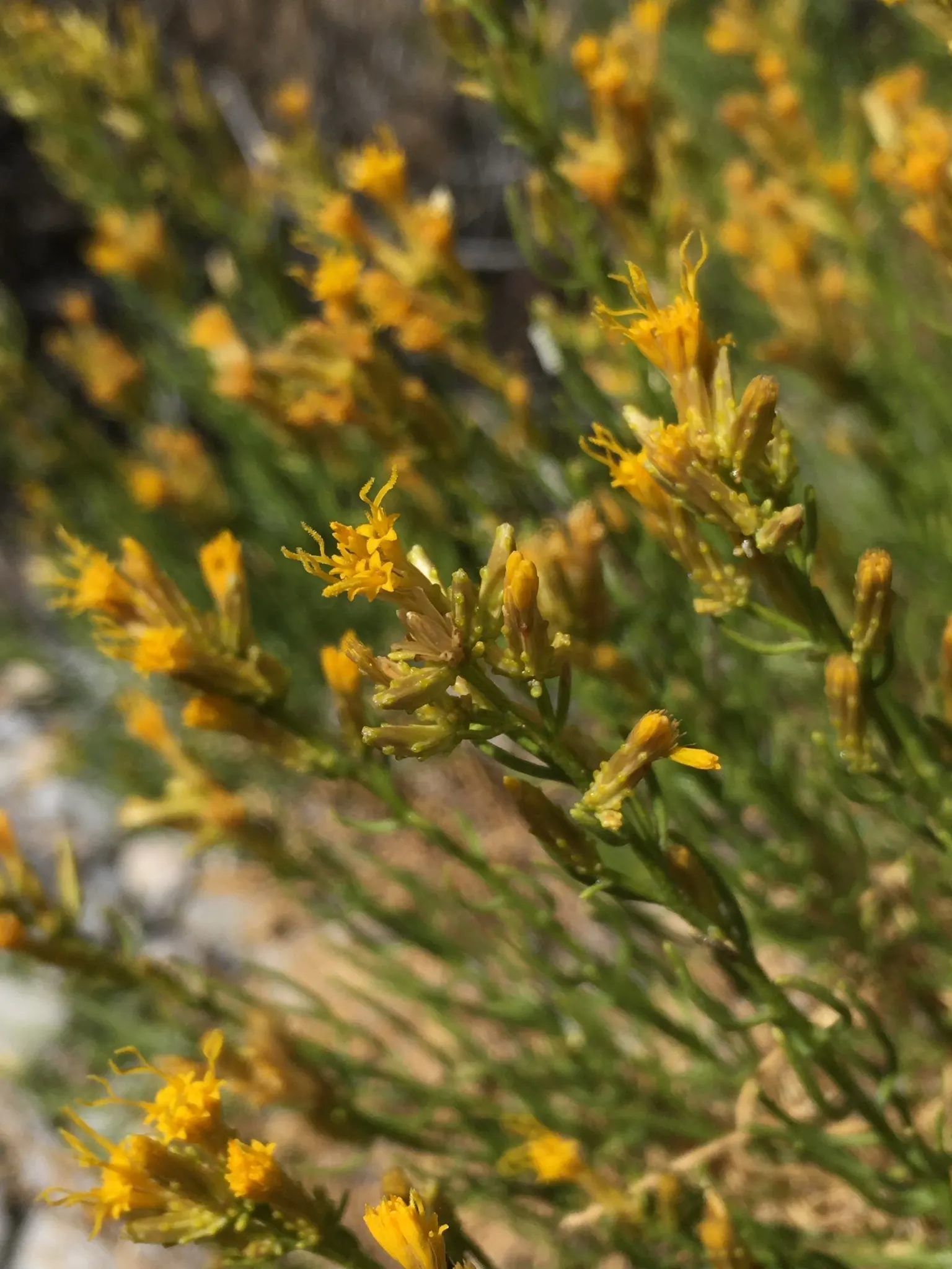 Rabbitbrush (Ericameria Nauseosa) — It flourishes under full sun, reaching 3-6 feet tall with an equal spread