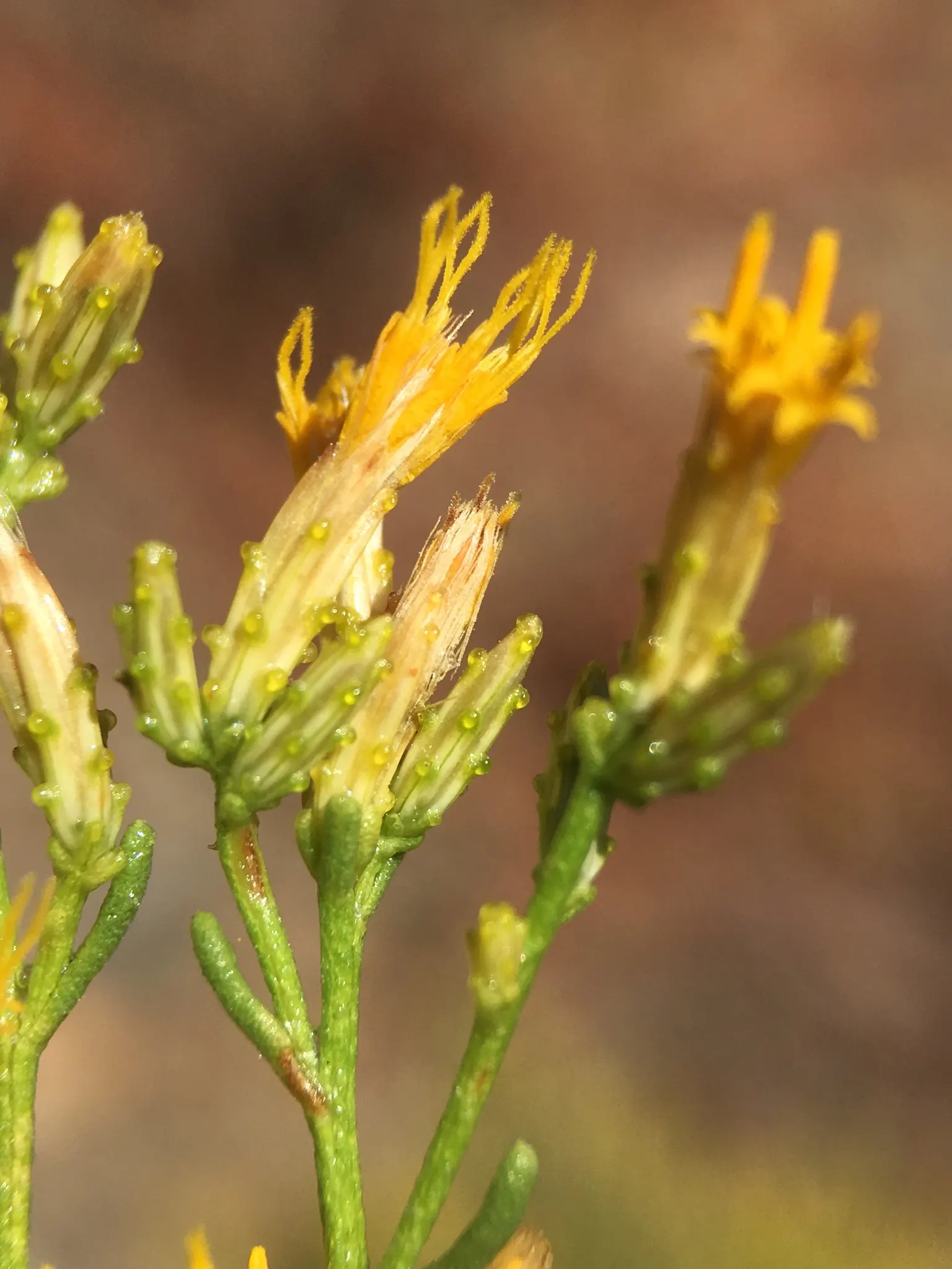 Rabbitbrush (Ericameria Nauseosa) — This shrub typically grows to a height of 3 to 5 feet and can spread equally wide