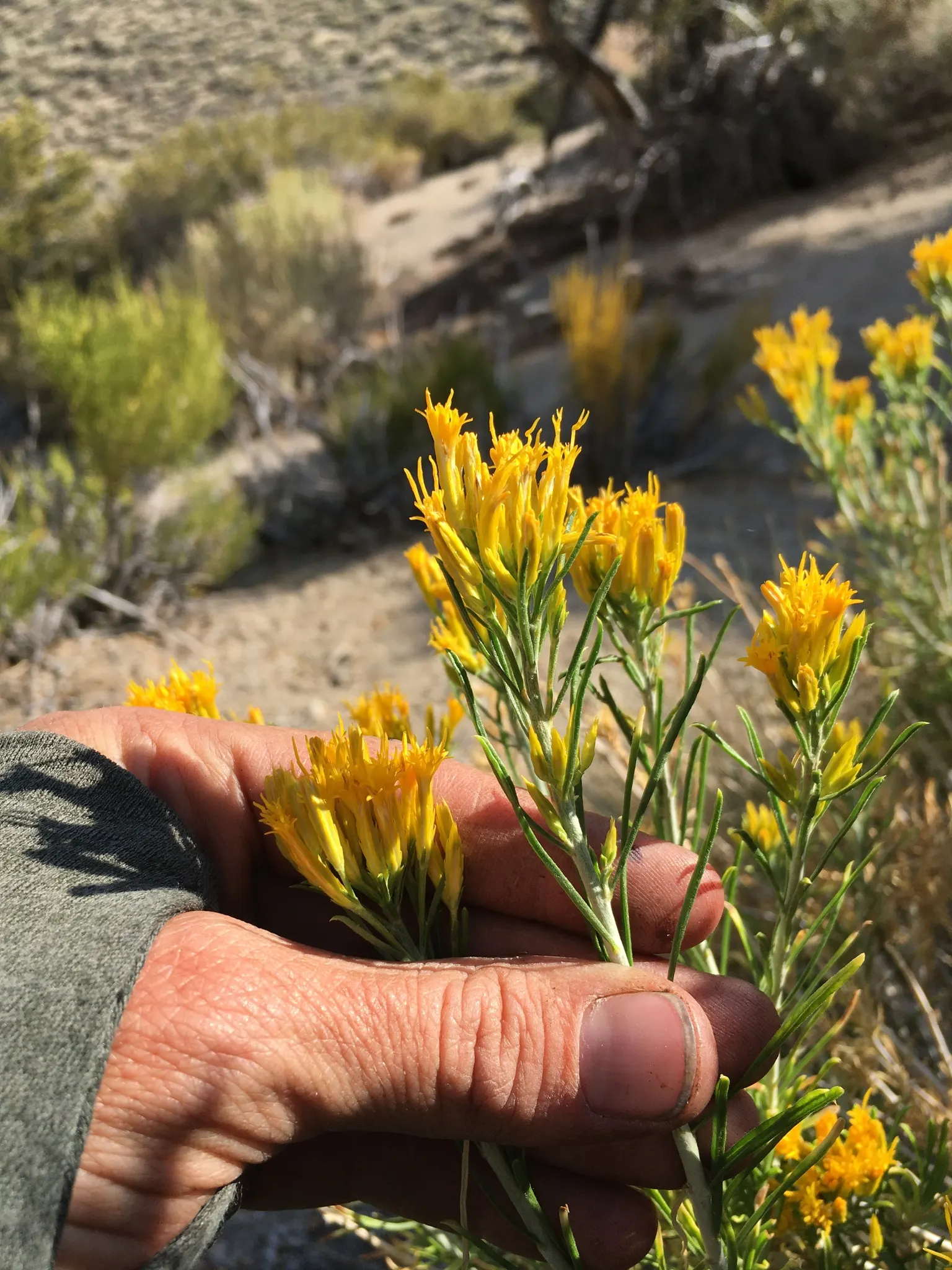 Rabbitbrush (Ericameria Nauseosa) — shrub for full; it's important to provide ample space for Rabbitbrush to grow, image 48