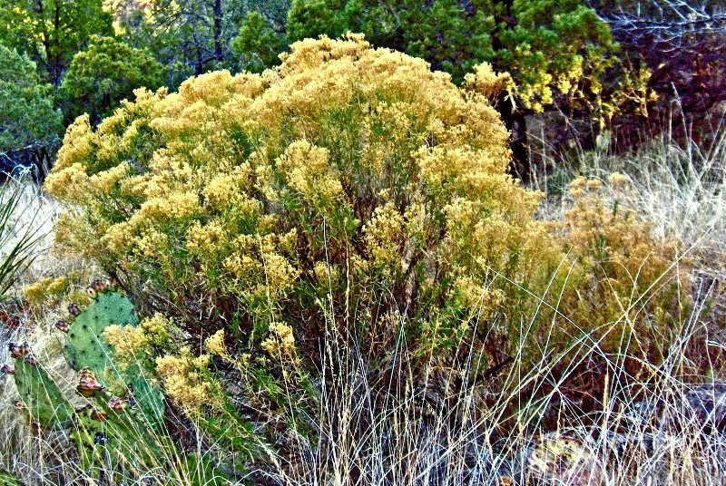 Rabbitbrush (Ericameria Nauseosa) — Noted for its bright yellow flowers in late summer through fall