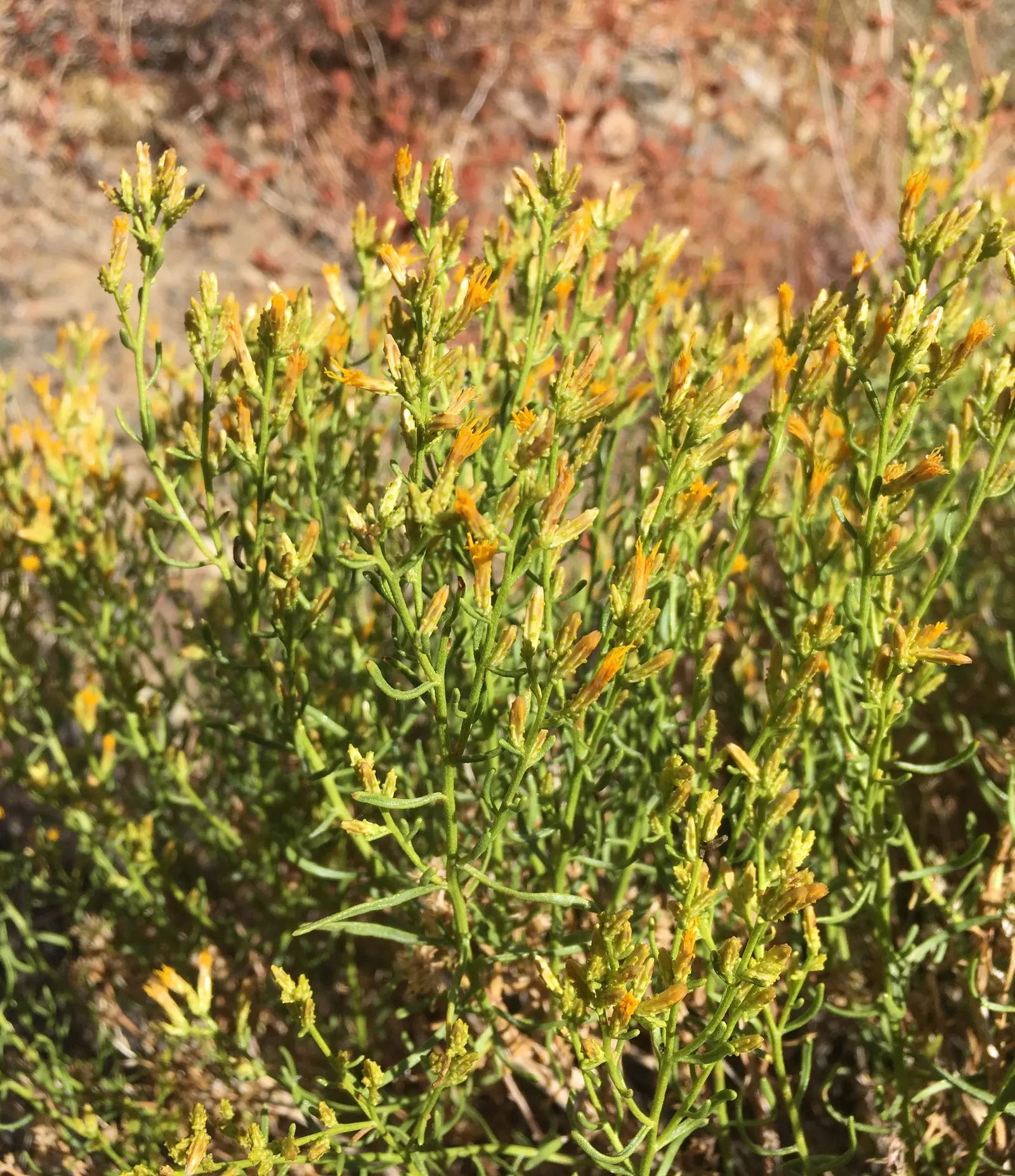 Rabbitbrush (Ericameria Nauseosa) — Its gray-green foliage adds texture to the landscape; shrub for full, image 69