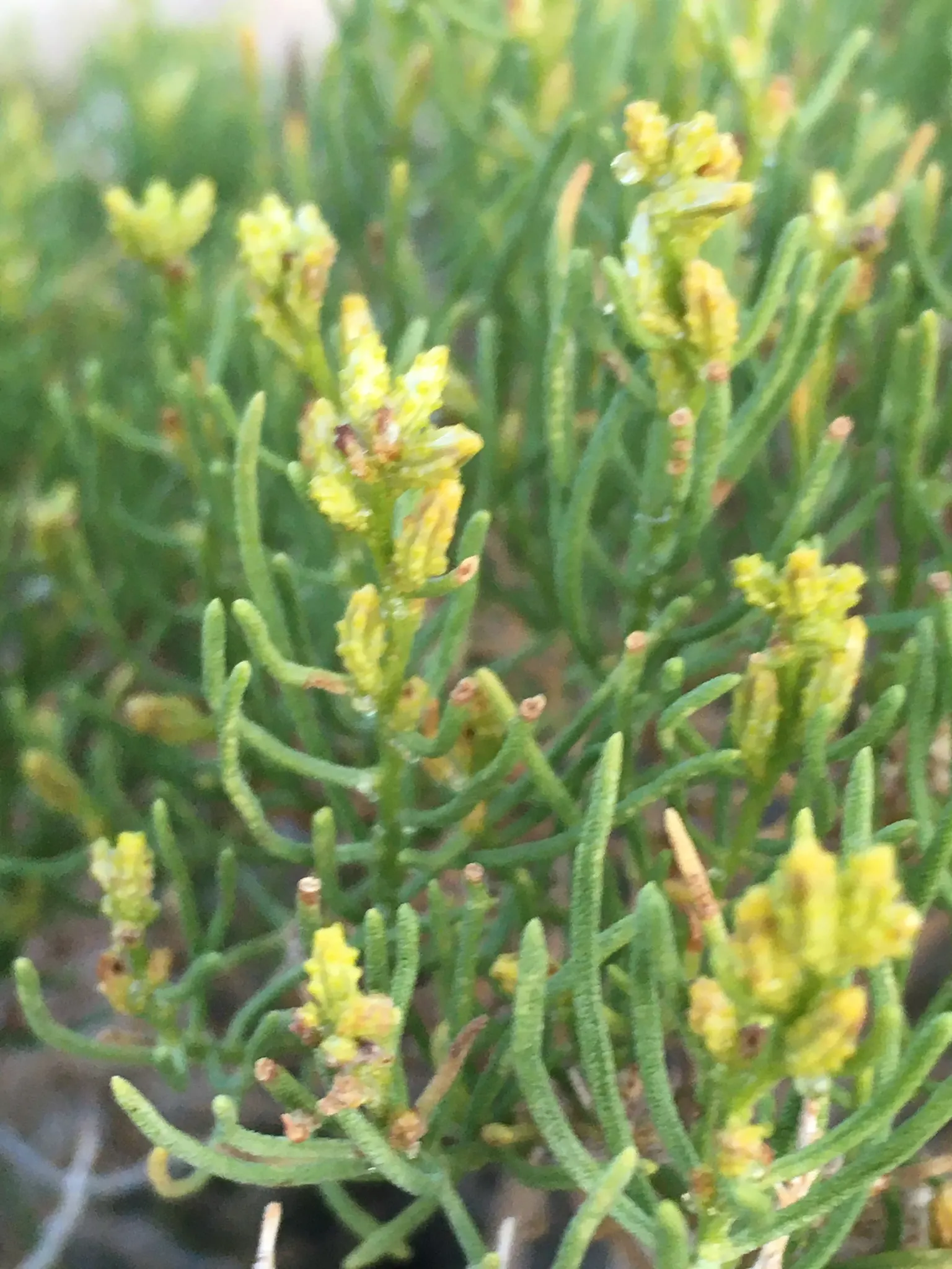 Rabbitbrush (Ericameria Nauseosa) — perennial shrub native to the arid regions of the western United States; its gray-green foliage adds texture to, image 56