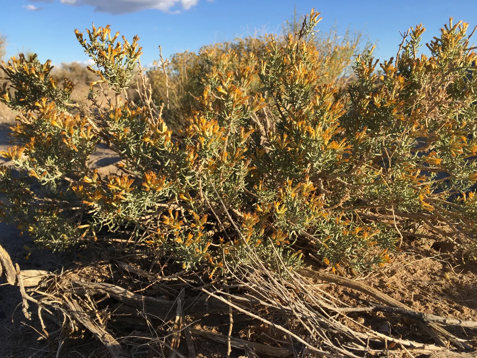 Rabbitbrush (Ericameria Nauseosa) — perennial shrub native to the arid regions of the western United States; its gray-green foliage adds texture to, image 88