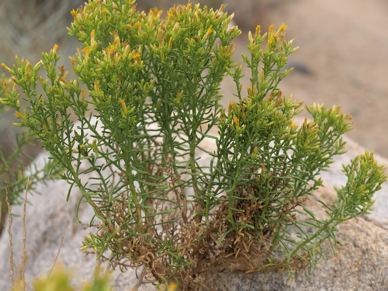 Rabbitbrush (Ericameria Nauseosa) — Its gray-green foliage adds texture to the landscape; shrub for full, image 85