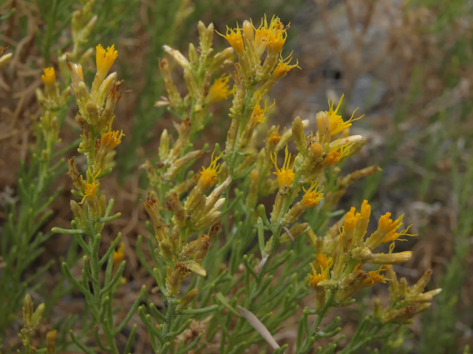 Rabbitbrush (Ericameria Nauseosa) — yellow flowers in the garden