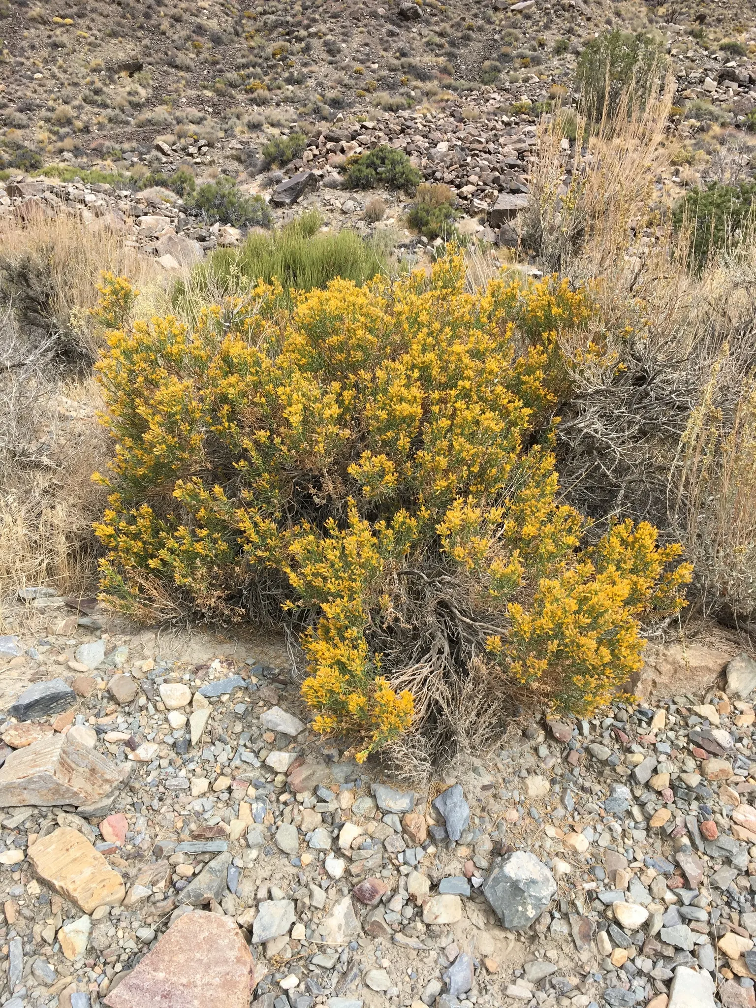 Rabbitbrush (Ericameria Nauseosa) — shrub for full; it's important to provide ample space for Rabbitbrush to grow, image 96