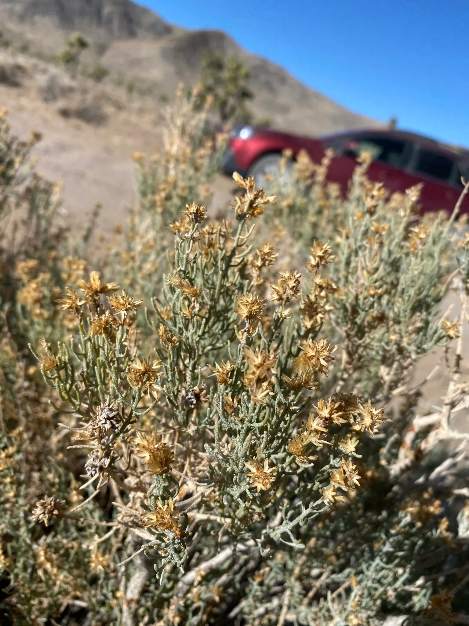 Rabbitbrush (Ericameria Nauseosa) — The plant requires minimal supplemental water once established; noted for its bright yellow flowers in late, image 90