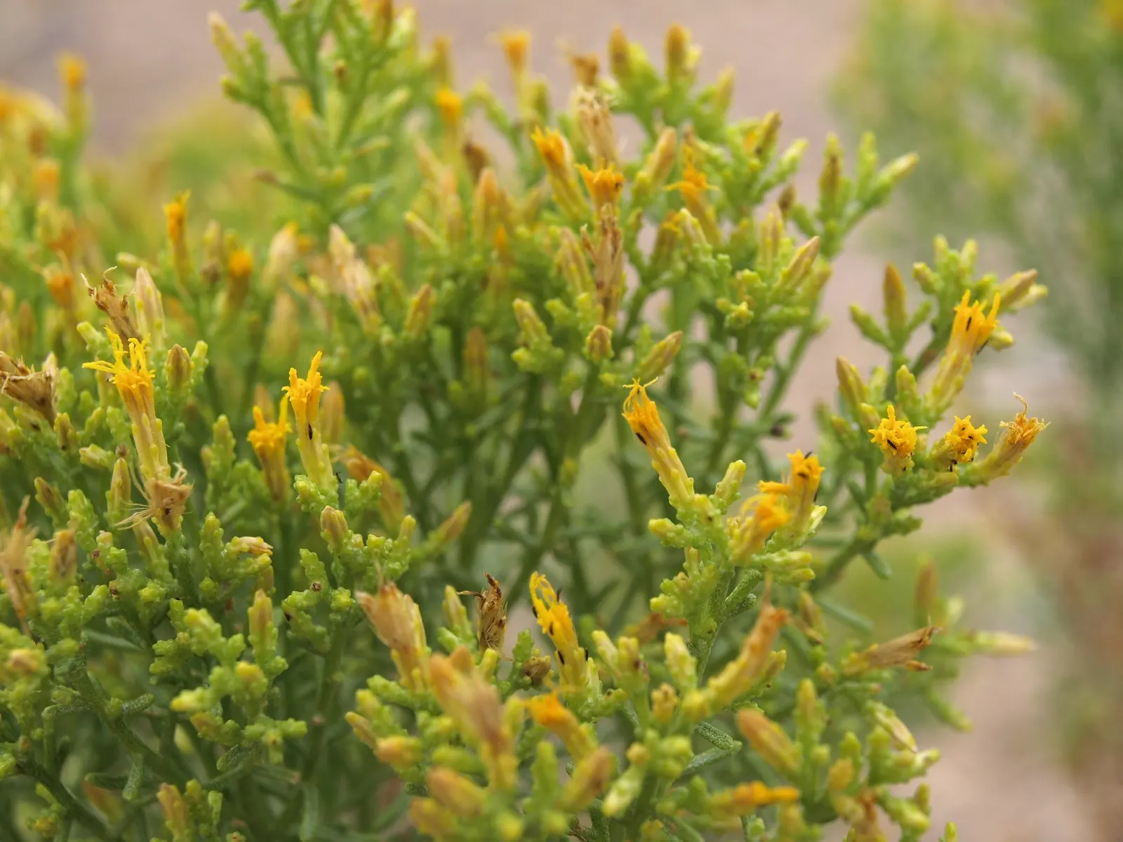Rabbitbrush (Ericameria Nauseosa) — Rabbitbrush (Ericameria nauseosa) is a hardy, drought-tolerant native shrub, thriving in zones 4-9; it provides, image 81