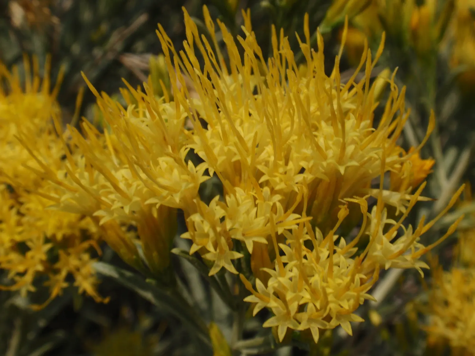 Rabbitbrush (Ericameria Nauseosa) — The plant requires minimal supplemental water once established