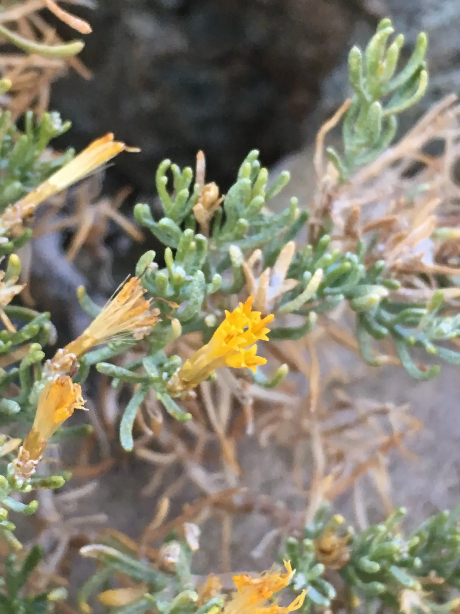 Rabbitbrush (Ericameria Nauseosa) — Rabbitbrush (Ericameria nauseosa) is a hardy, drought-tolerant native shrub, thriving in zones 4-9; it provides, image 33