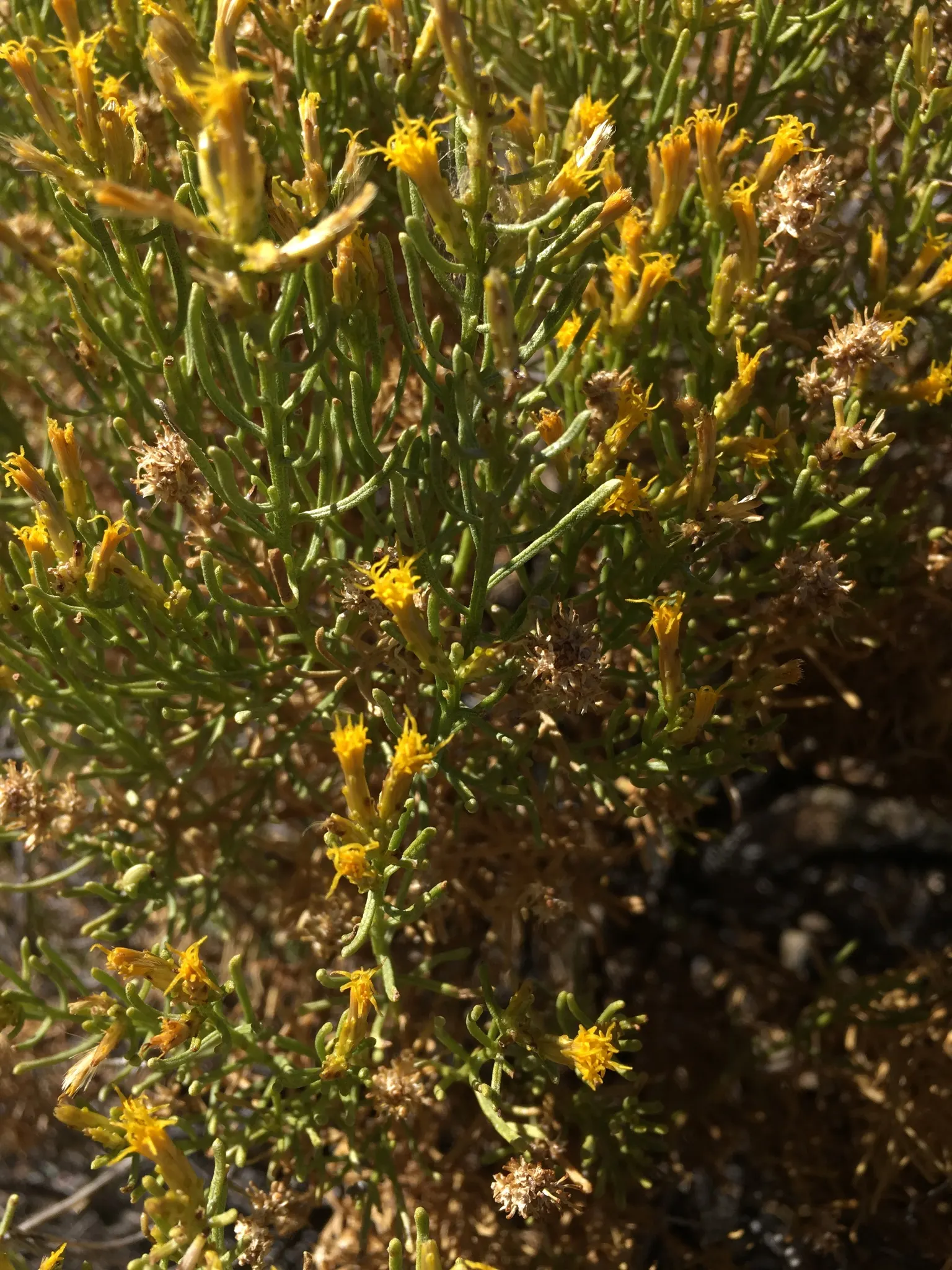 Rabbitbrush (Ericameria Nauseosa) — Noted for its bright yellow flowers in late summer through fall; it flourishes under full sun, reaching 3-6, image 51